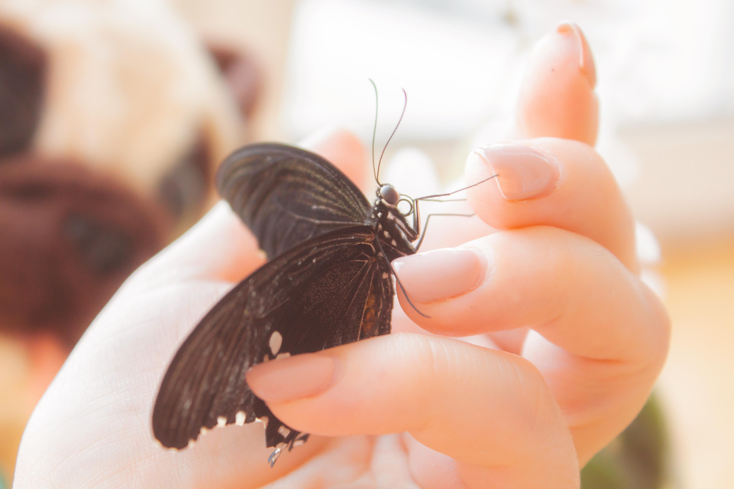 Невероятно волшебные бабочки!!!. Фотограф для вас и вашего бизнеса в Москве Альбина Никифоров