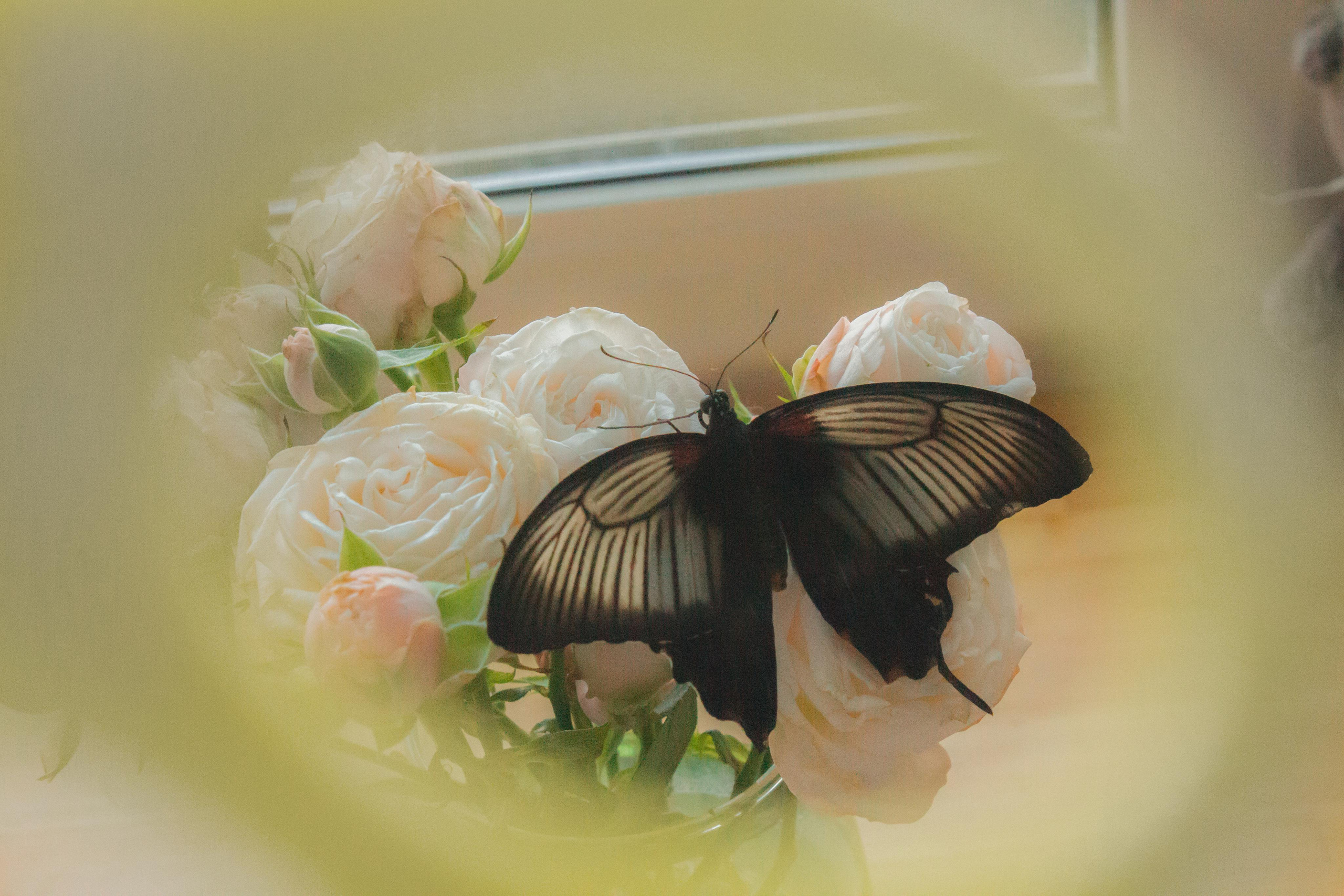 Невероятно волшебные бабочки!!!. Фотограф для вас и вашего бизнеса в Москве Альбина Никифоров