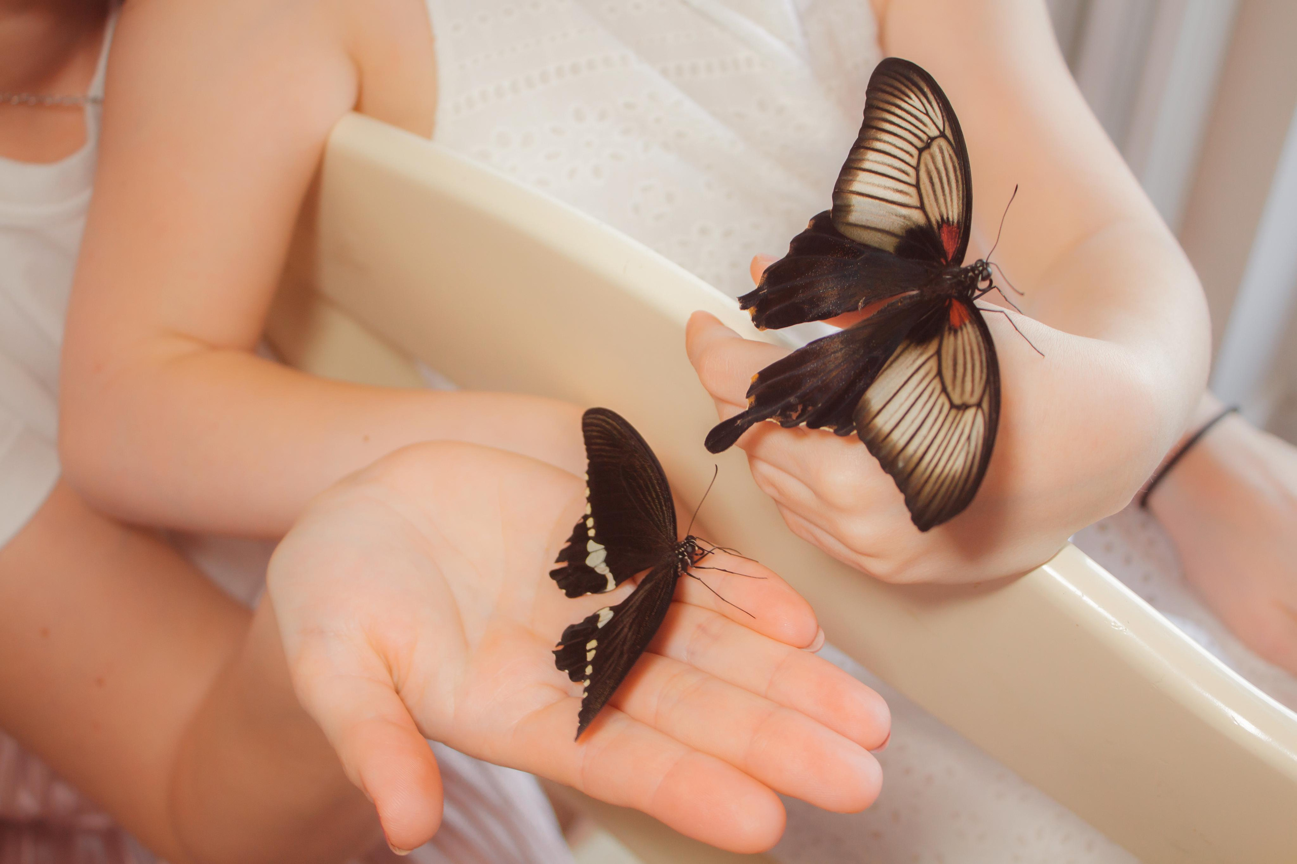 Невероятно волшебные бабочки!!!. Фотограф для вас и вашего бизнеса в Москве Альбина Никифоров