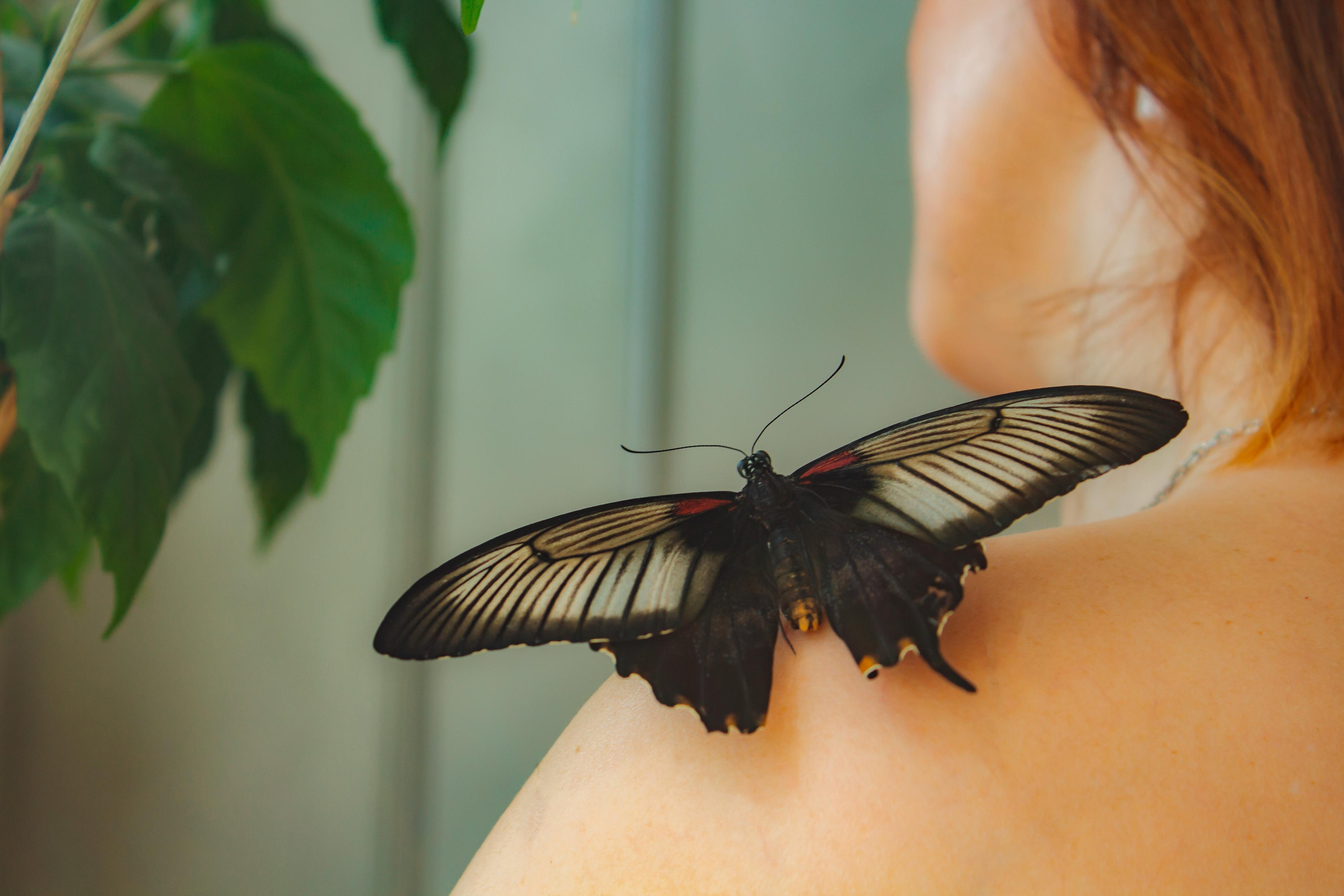 Невероятно волшебные бабочки!!!. Фотограф для вас и вашего бизнеса в Москве Альбина Никифоров