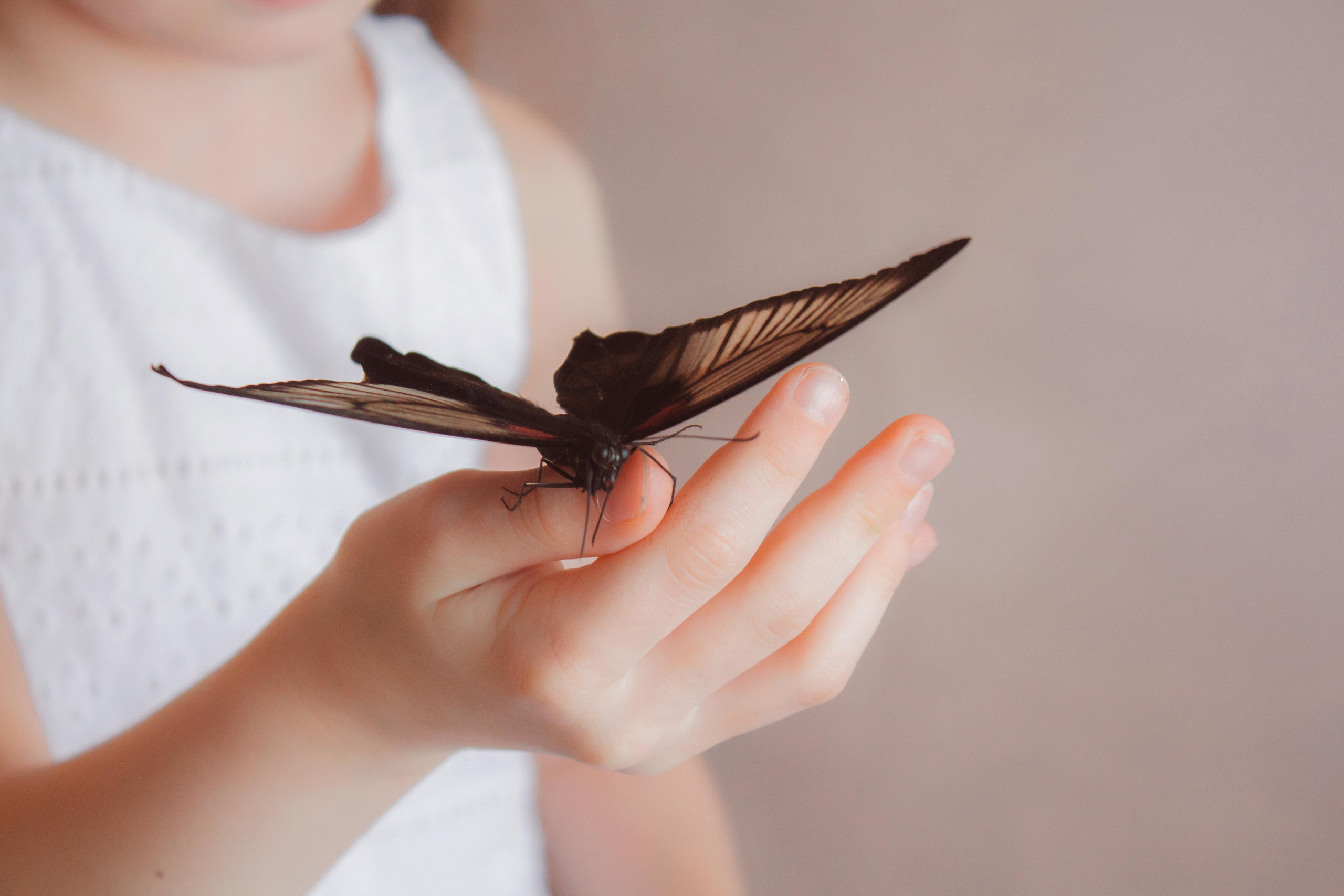 Невероятно волшебные бабочки!!!. Фотограф для вас и вашего бизнеса в Москве Альбина Никифоров
