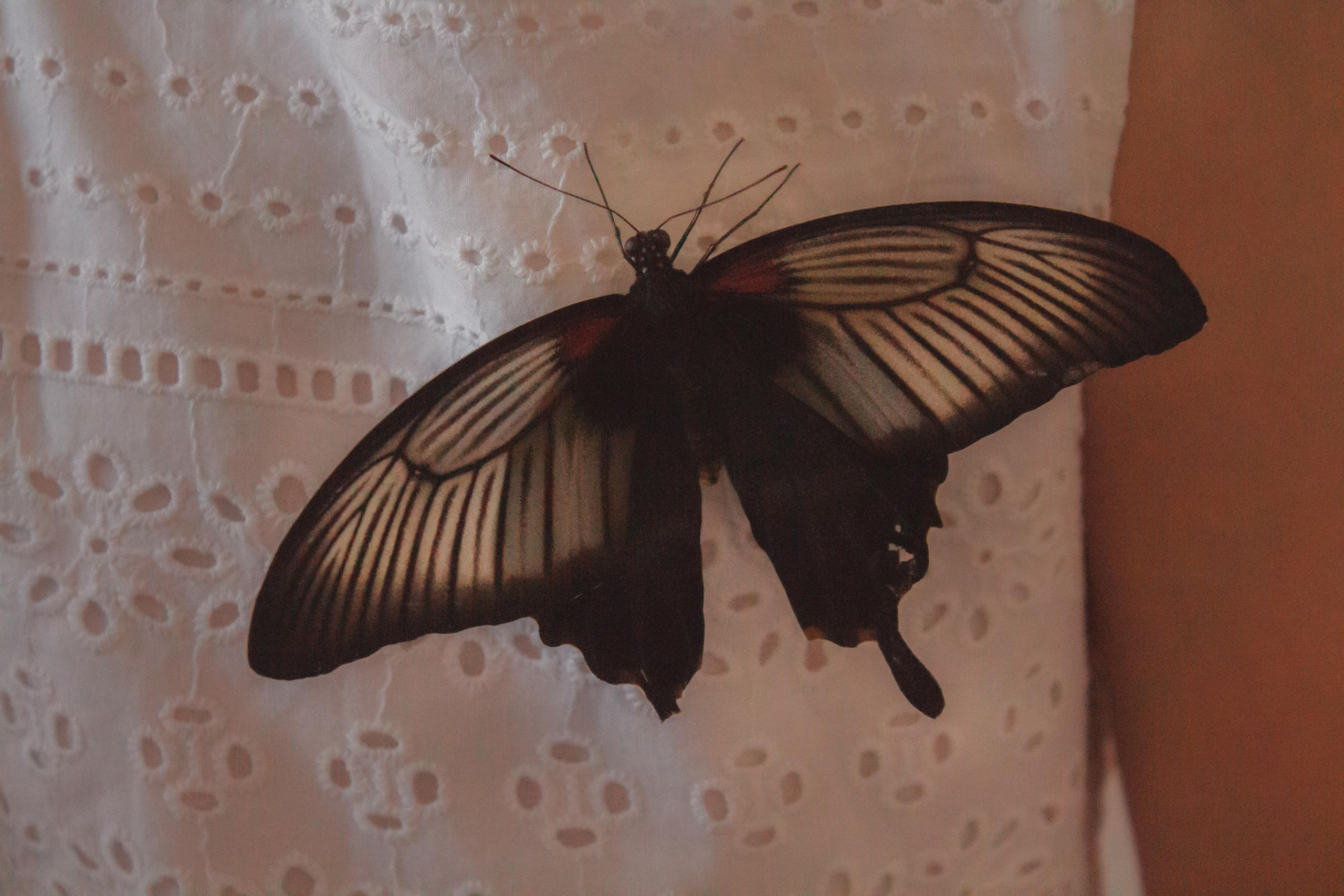 Невероятно волшебные бабочки!!!. Фотограф для вас и вашего бизнеса в Москве Альбина Никифоров