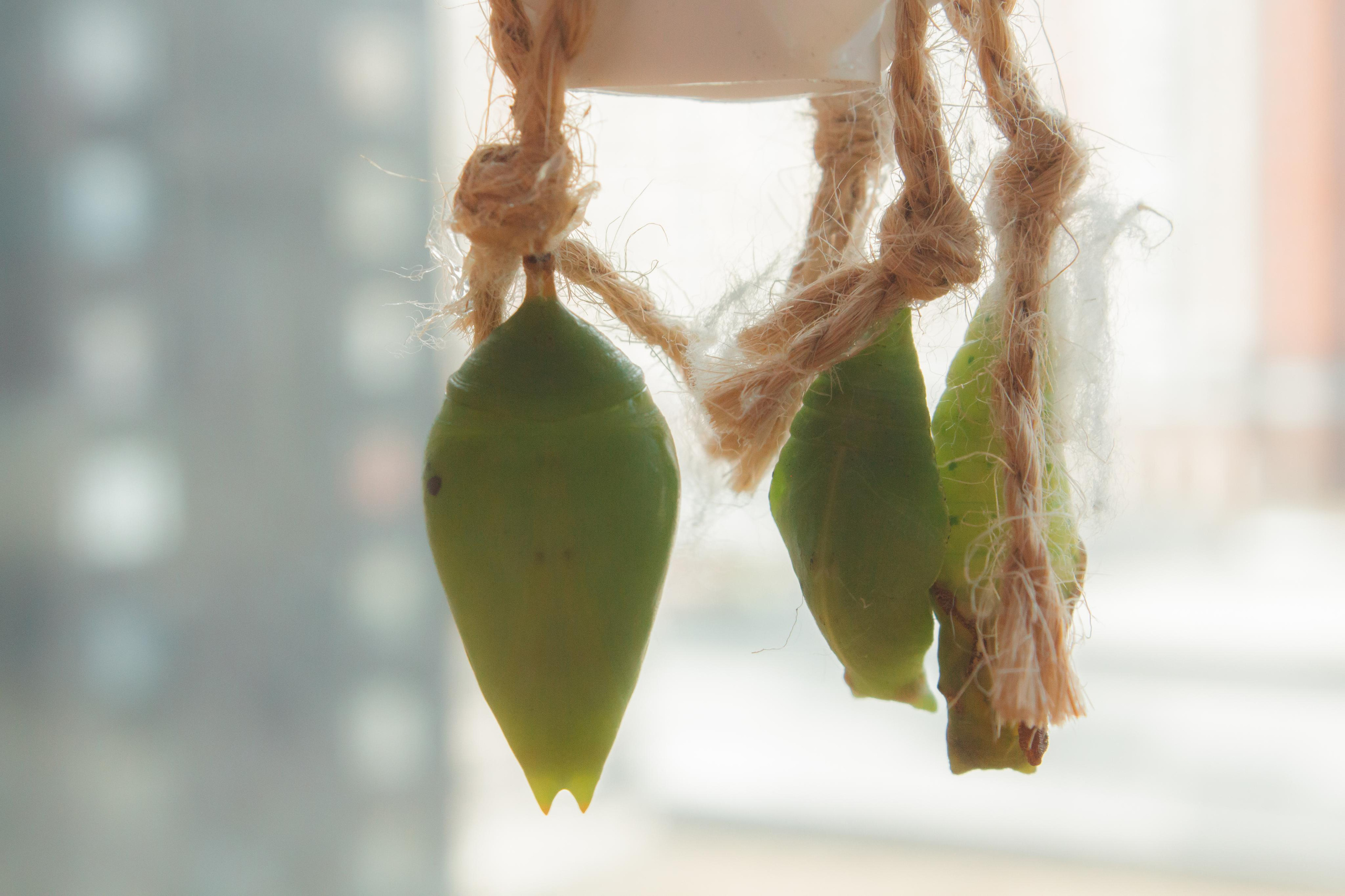 Невероятно волшебные бабочки!!!. Фотограф для вас и вашего бизнеса в Москве Альбина Никифоров