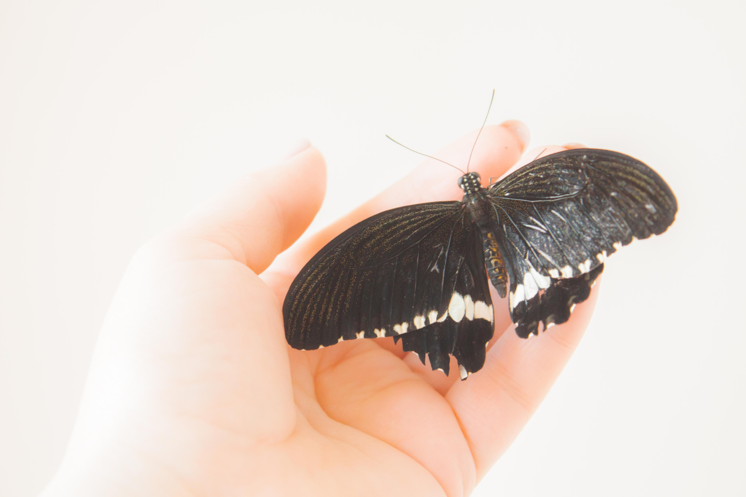 Невероятно волшебные бабочки!!!. Фотограф для вас и вашего бизнеса в Москве Альбина Никифоров