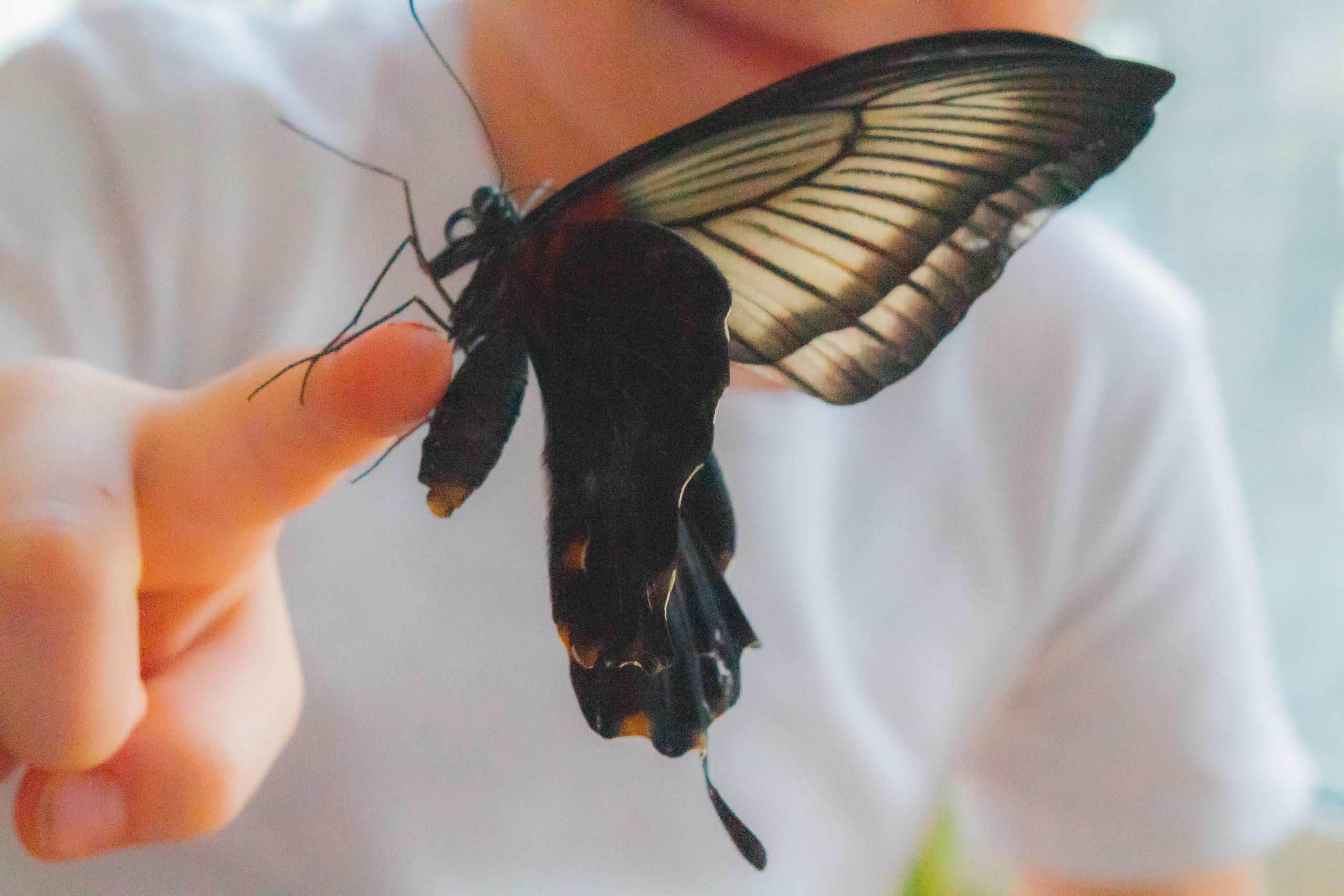 Невероятно волшебные бабочки!!!. Фотограф для вас и вашего бизнеса в Москве Альбина Никифоров