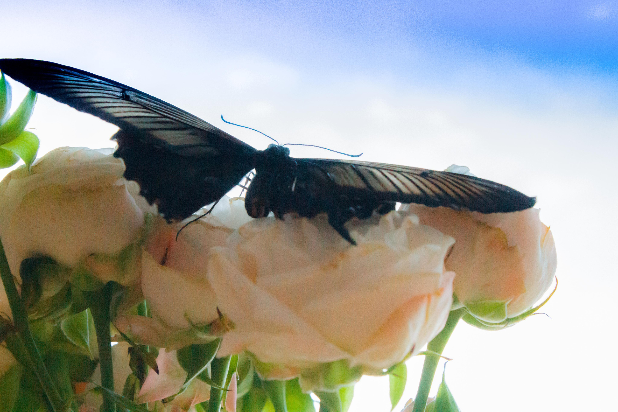 Невероятно волшебные бабочки!!!. Фотограф для вас и вашего бизнеса в Москве Альбина Никифоров