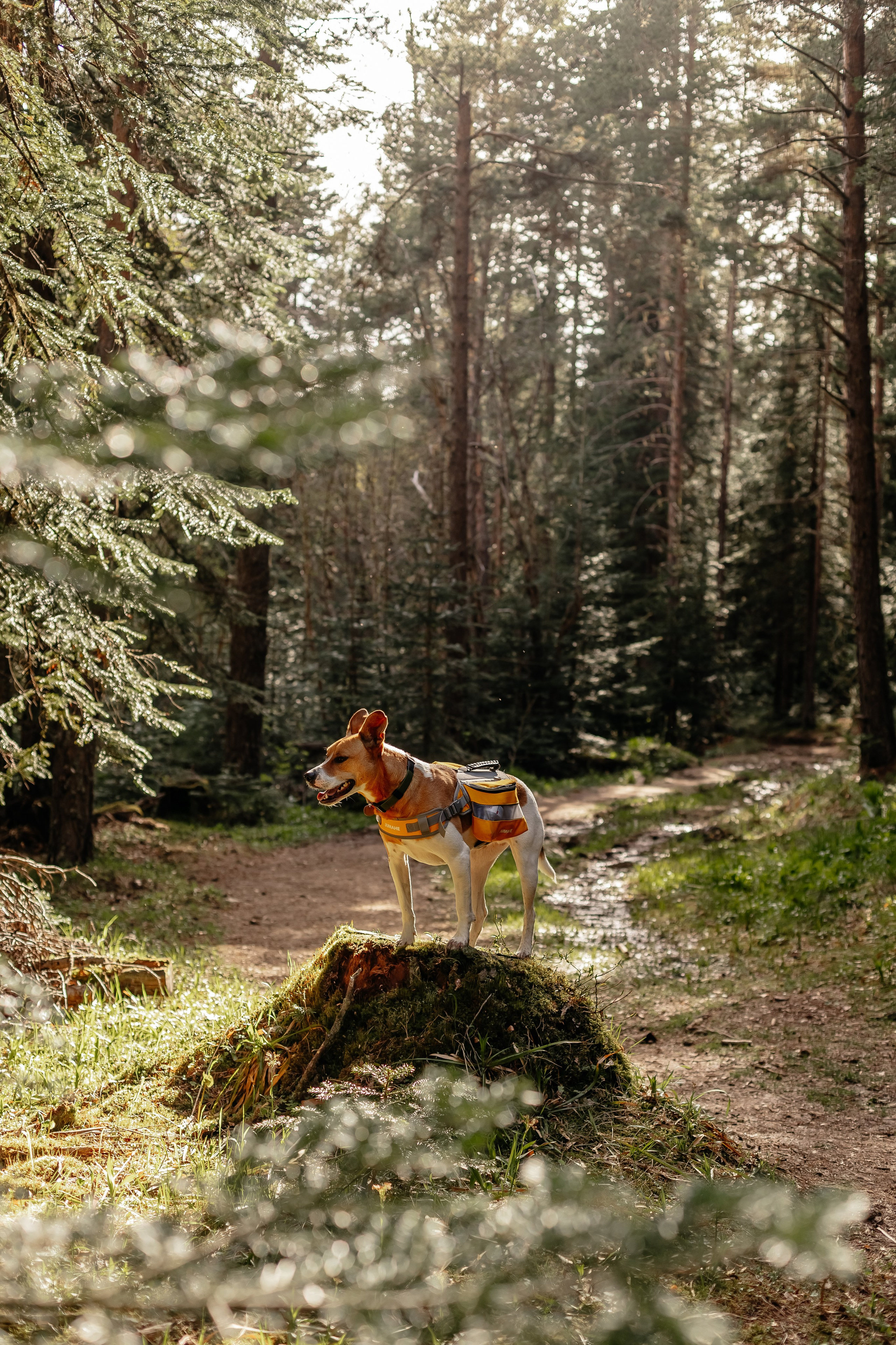 Портфолио animal. Фотограф — анималист Маргарита Хелбен Краснодар