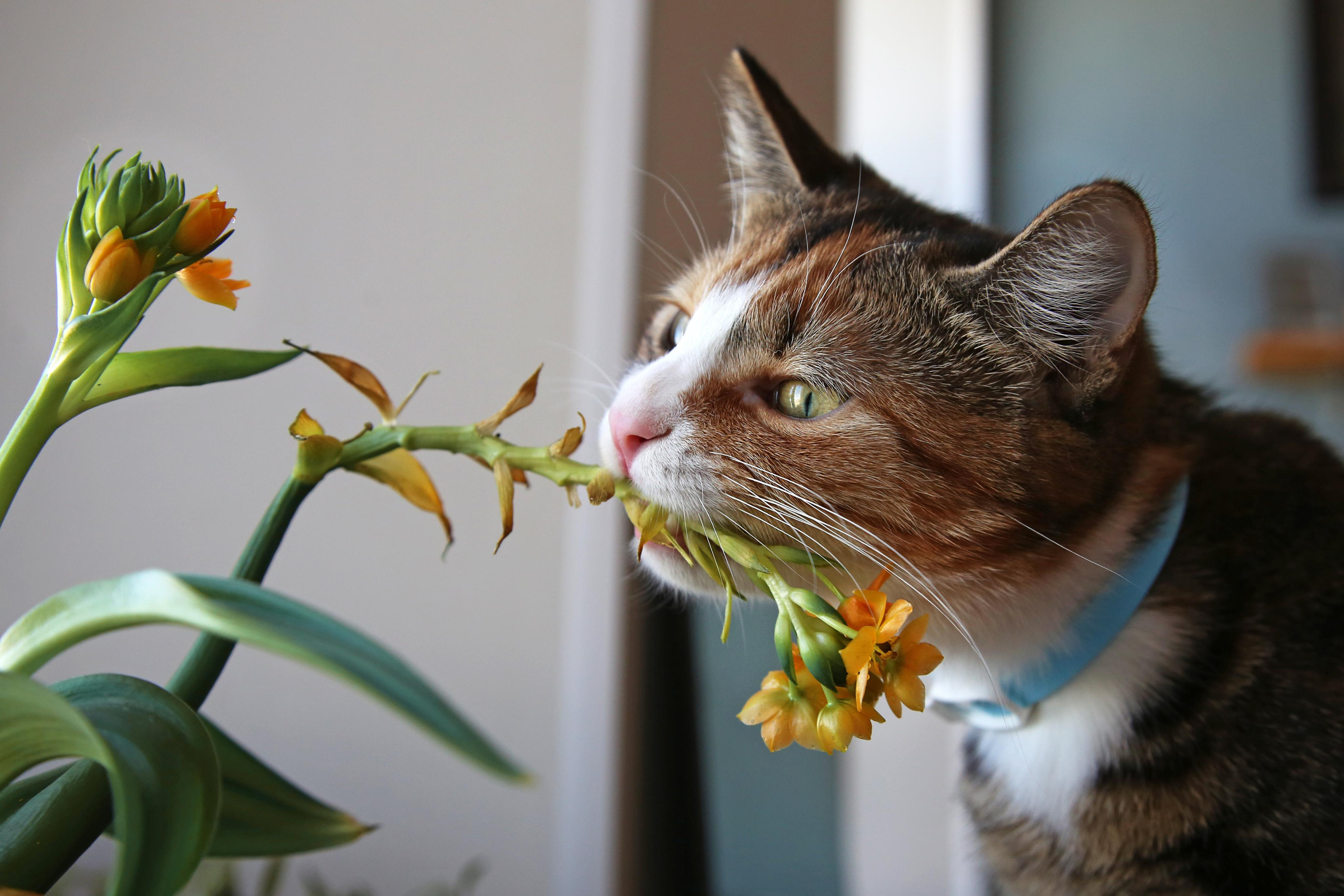 Кошка Лиля. Фотограф Юля Постнова