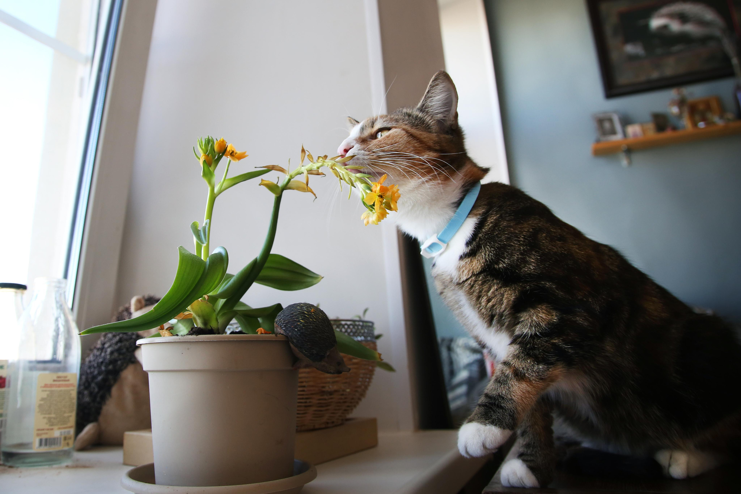 Кошка Лиля. Фотограф Юля Постнова