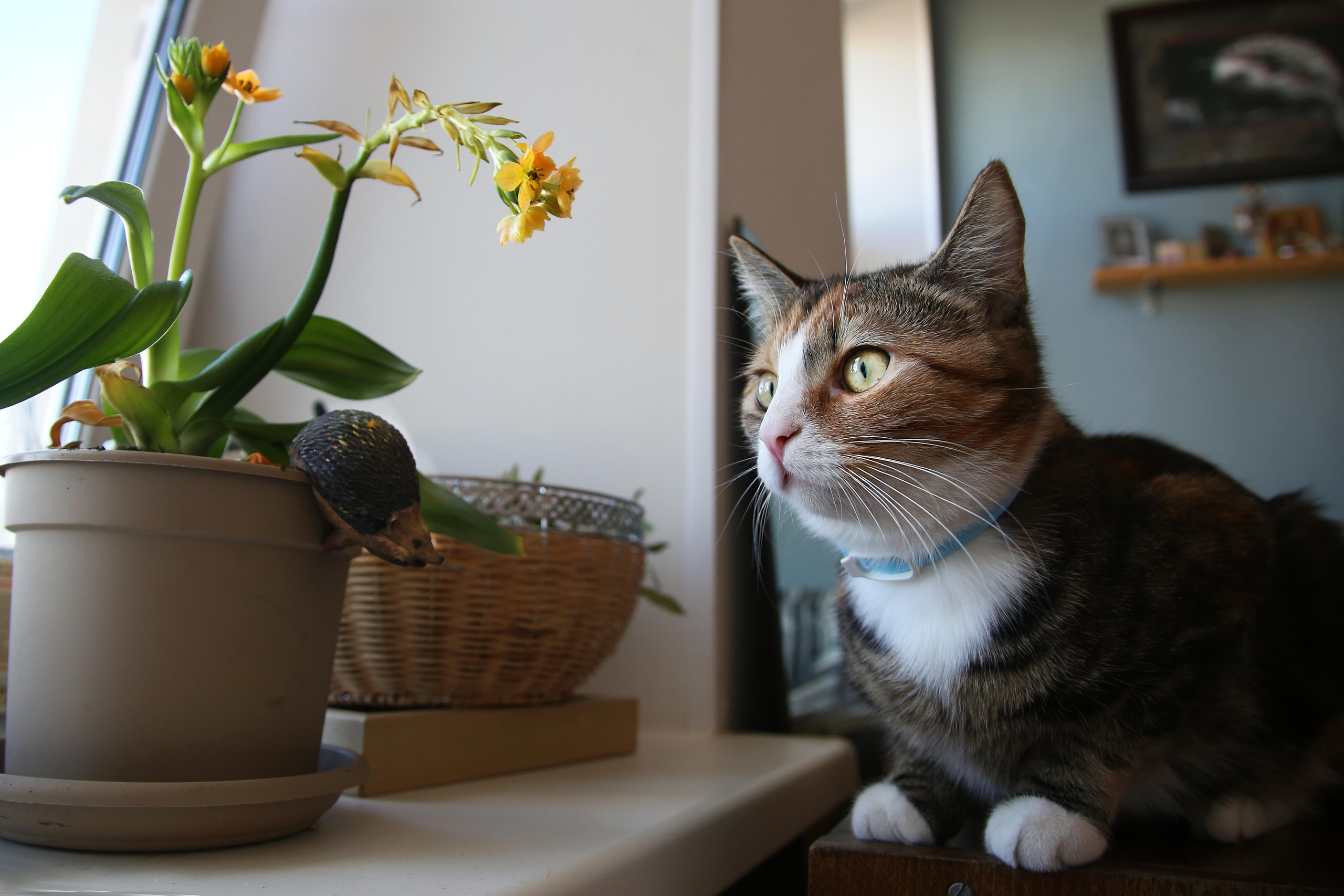 Кошка Лиля. Фотограф Юля Постнова