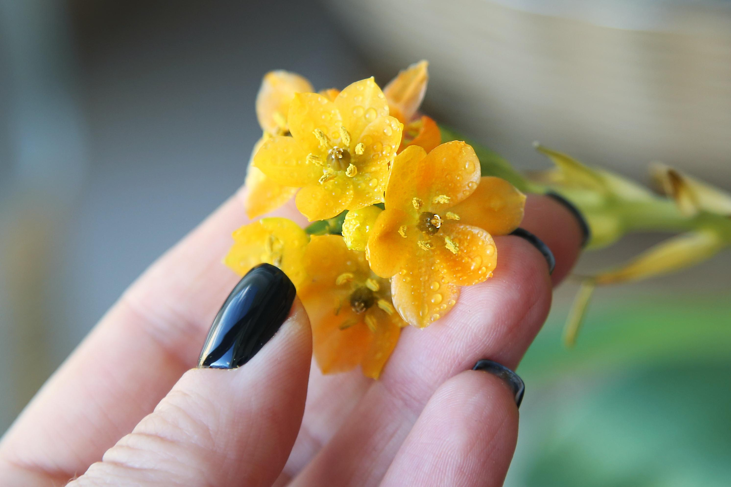 Кошка Лиля. Фотограф Юля Постнова