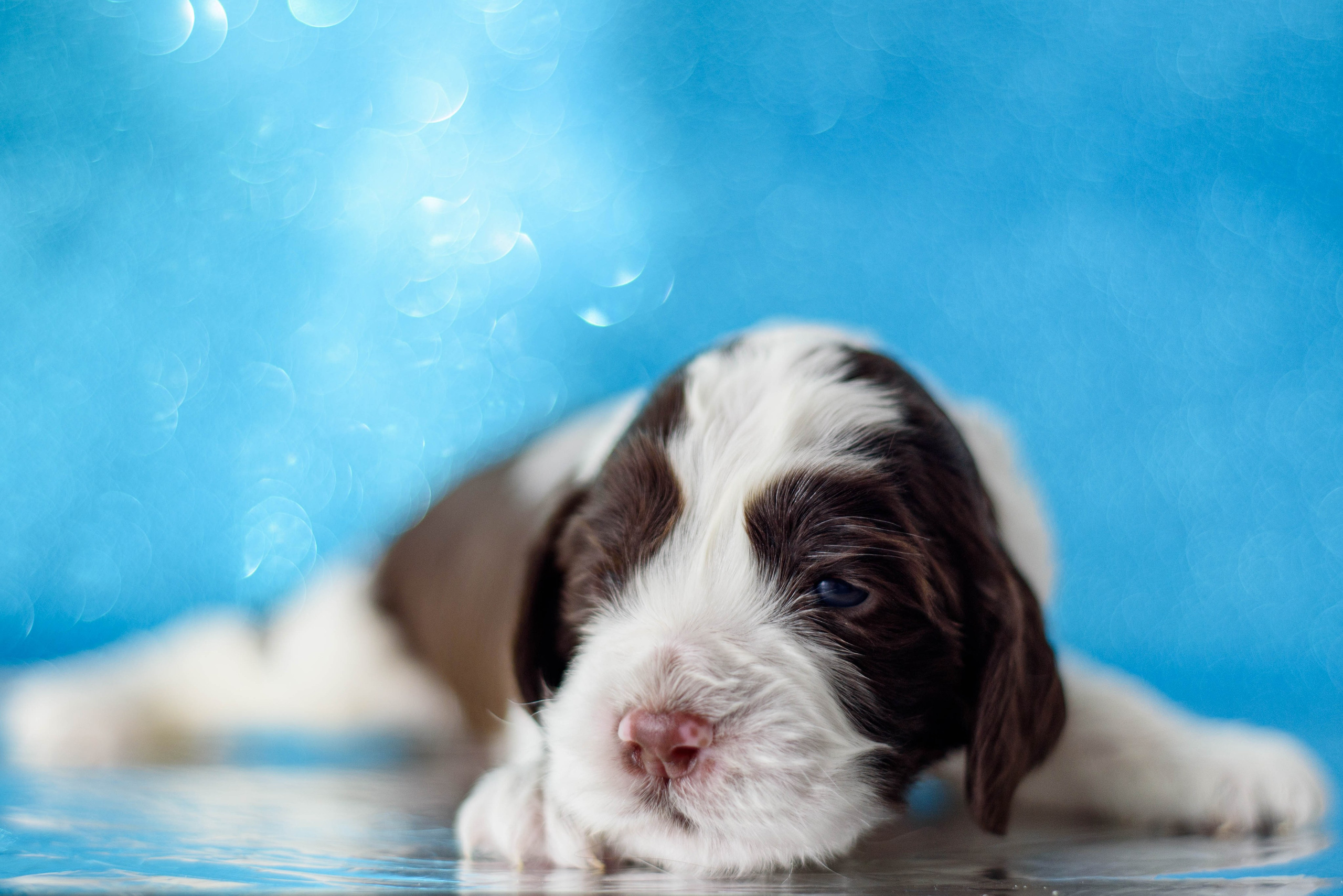 Щенки Вестмур. Дубль2. Мотофотограф в Нижнем Новгороде Динара Зуйкова