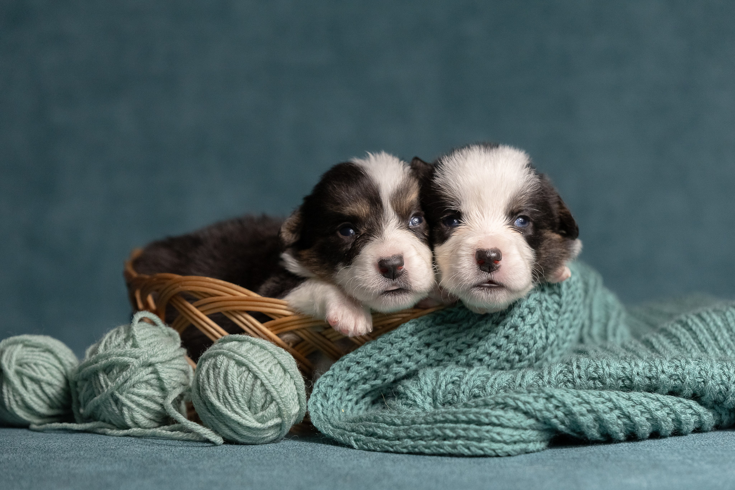 Купить щенка вельш корги кардиган из питомника Ice Fantasy. Купить щенка Вельш-корги-кардиган в семейном питомнике — Ice Fantasy