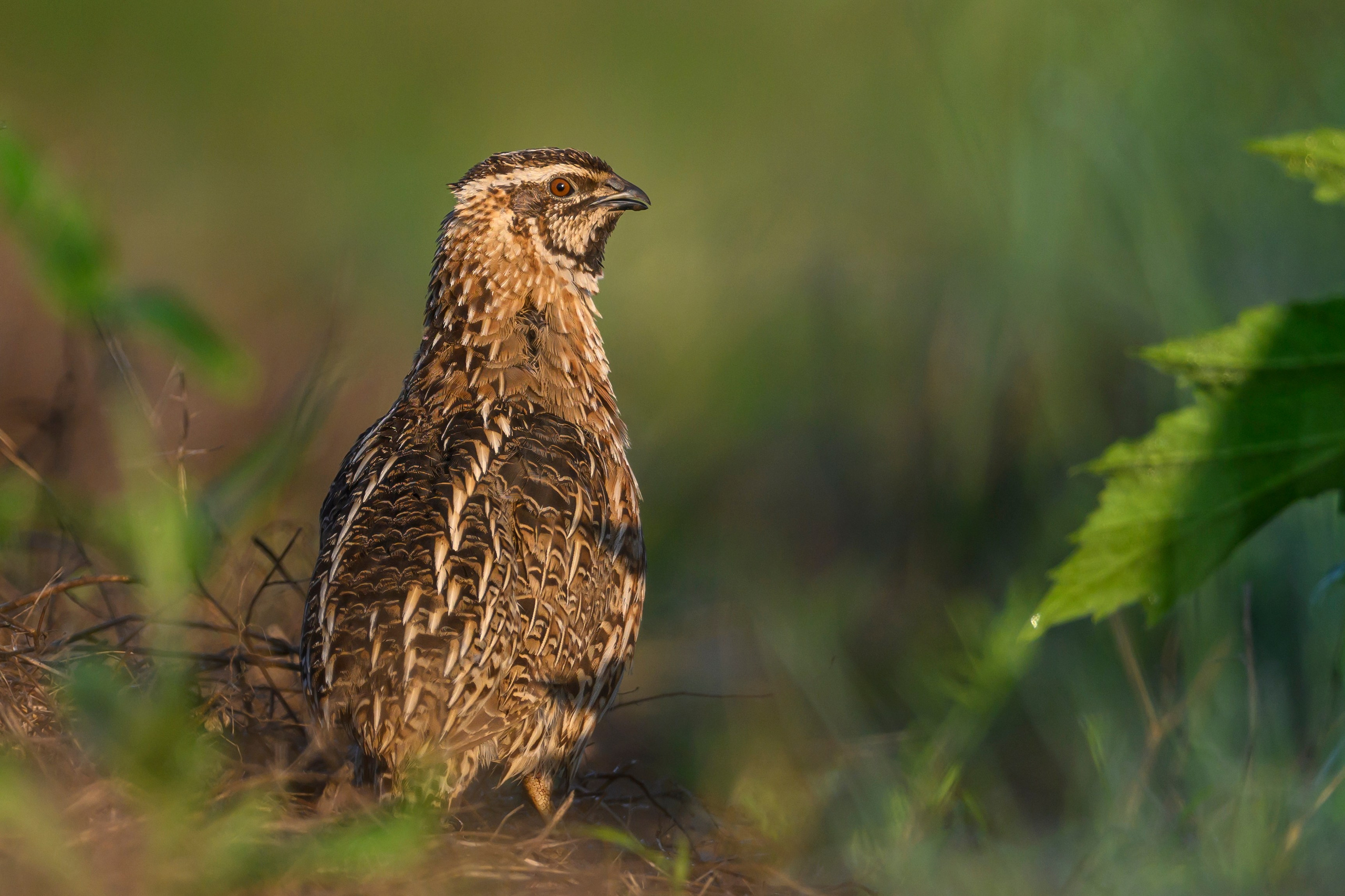 Перепел. Фотограф Сергей Пупонин