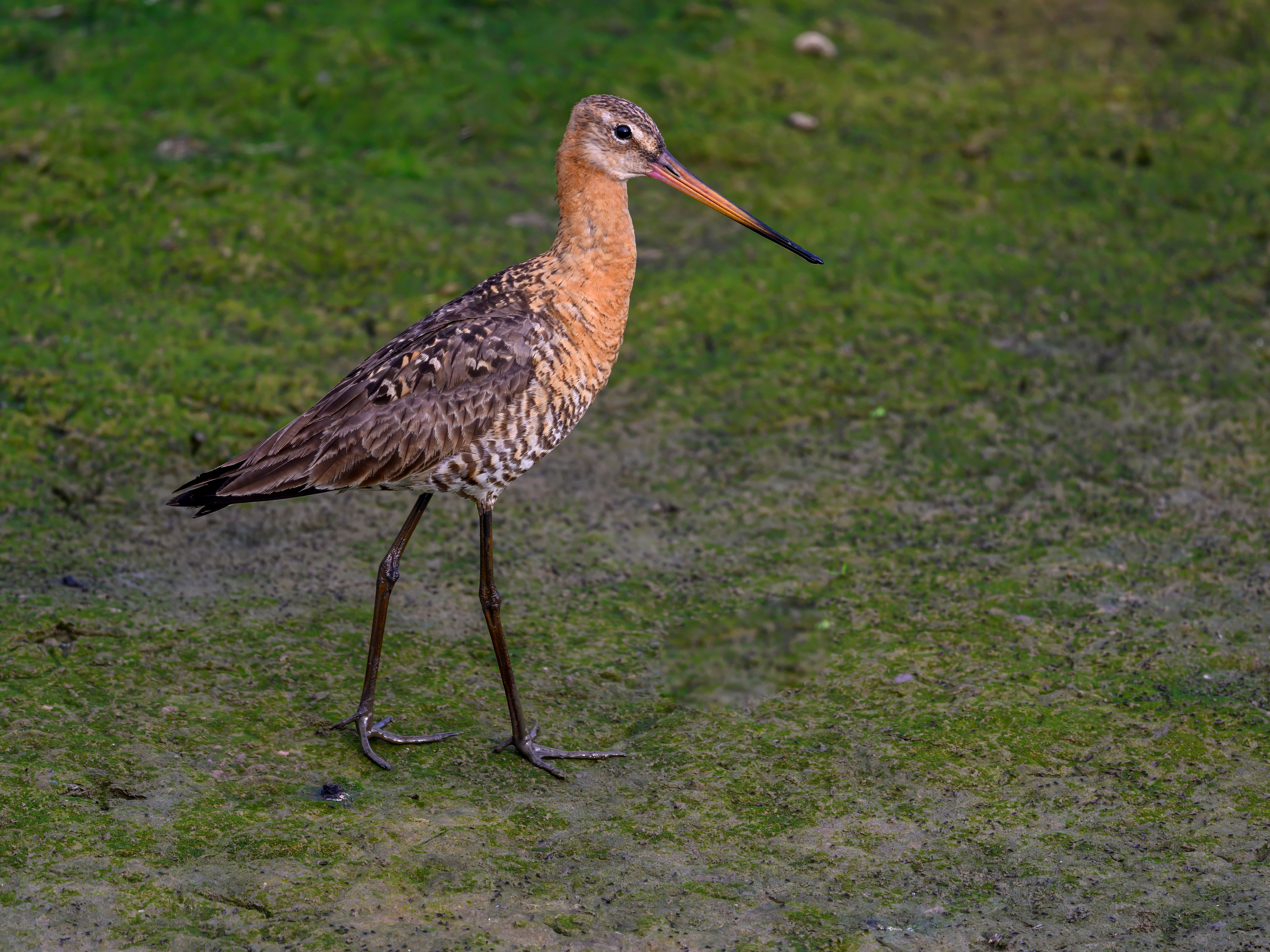 Совы и аисты. Owls and Storks. Wildlife photography by Sergey Puponin