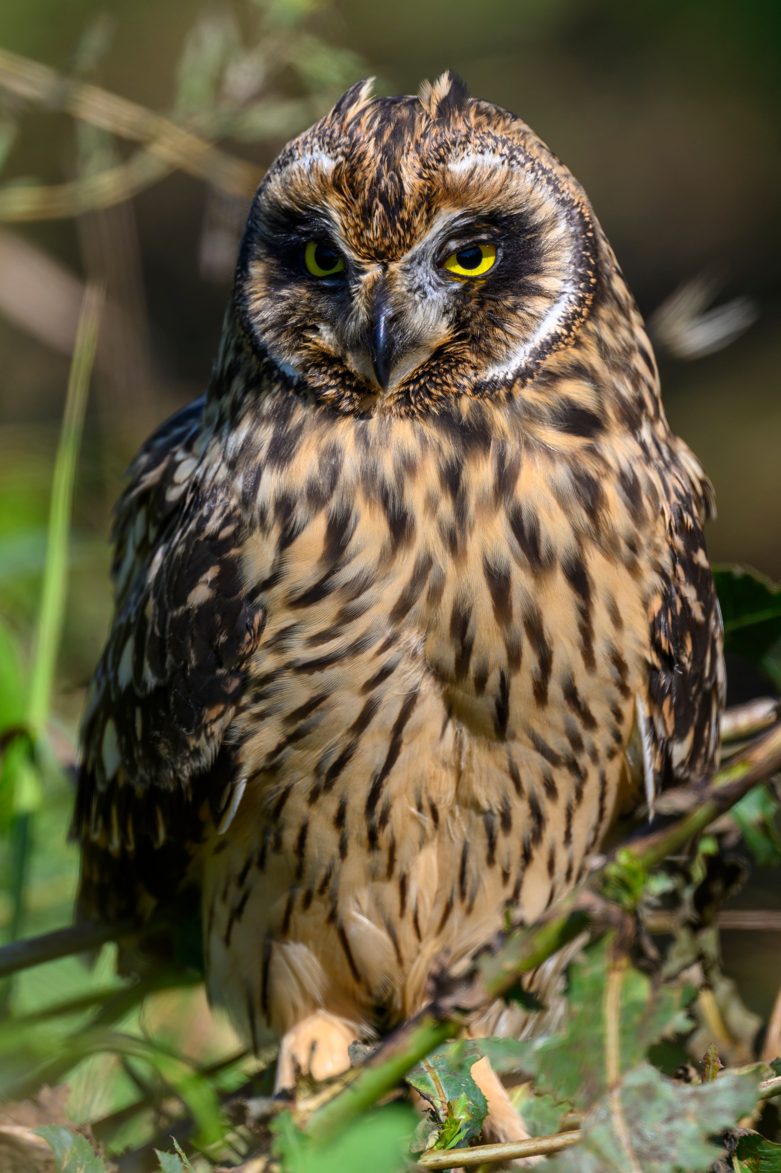 Храбрый совенок | Brave owlet. Фотограф Сергей Пупонин