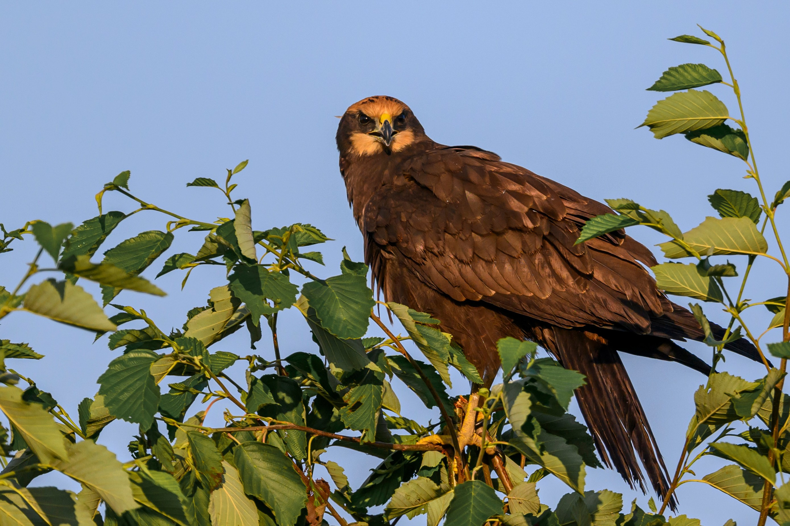 Болотный лунь. Wildlife photography by Sergey Puponin