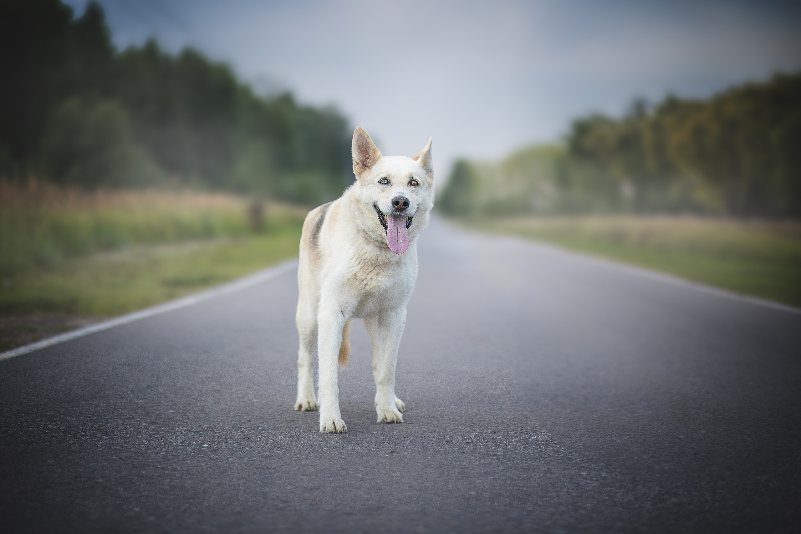 ИЩУТ ДОМ. Фотограф-анималист в Москве и Подмосковье