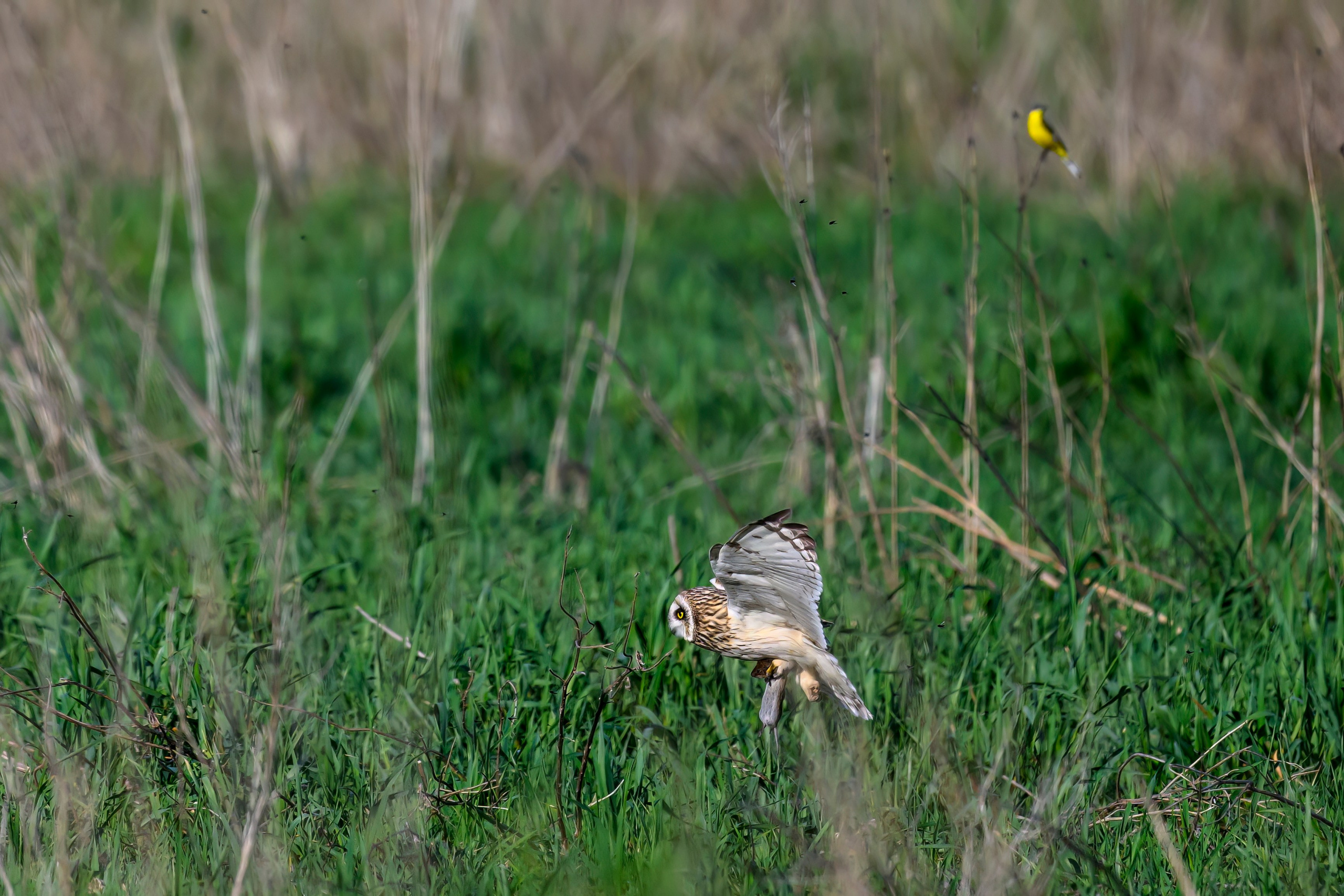 Охота сов и разбой средь бела дня!. Wildlife photography by Sergey Puponin