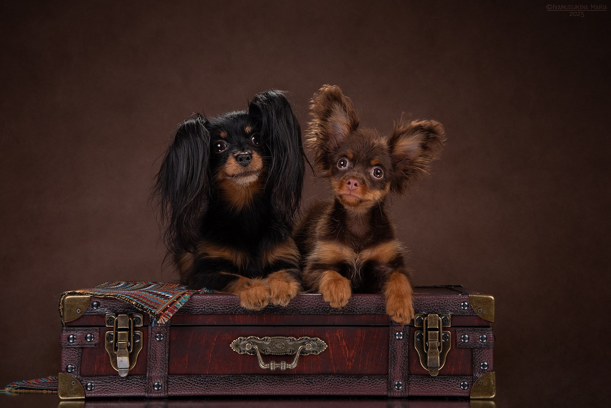 Фотосессия щенков на фонах. Фотограф собак в Москве и Московской области Иванушкина Мария