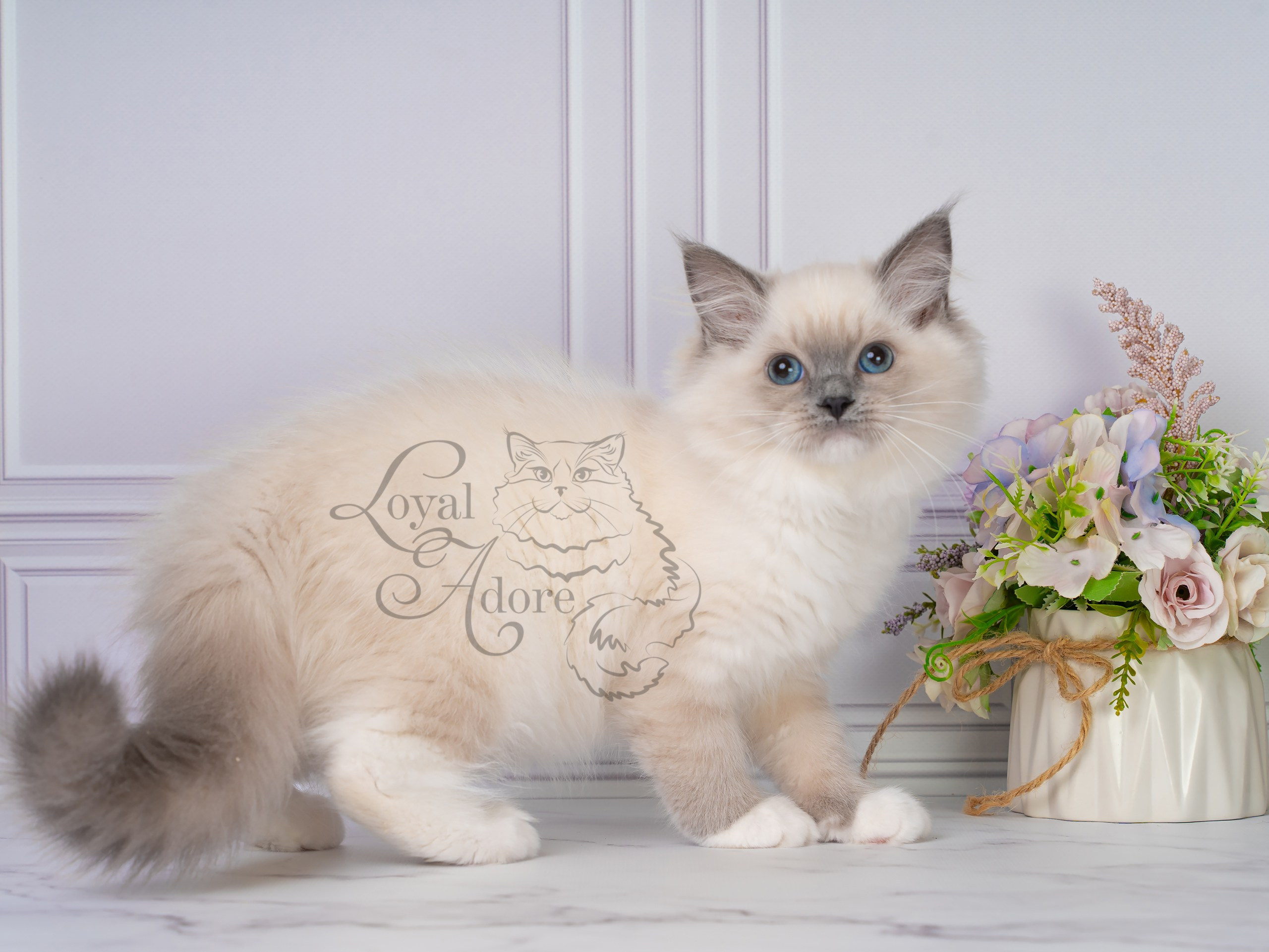 Котята рэгдолл от Loyal Adore. Питомник рэгдолл Loyal Adore
