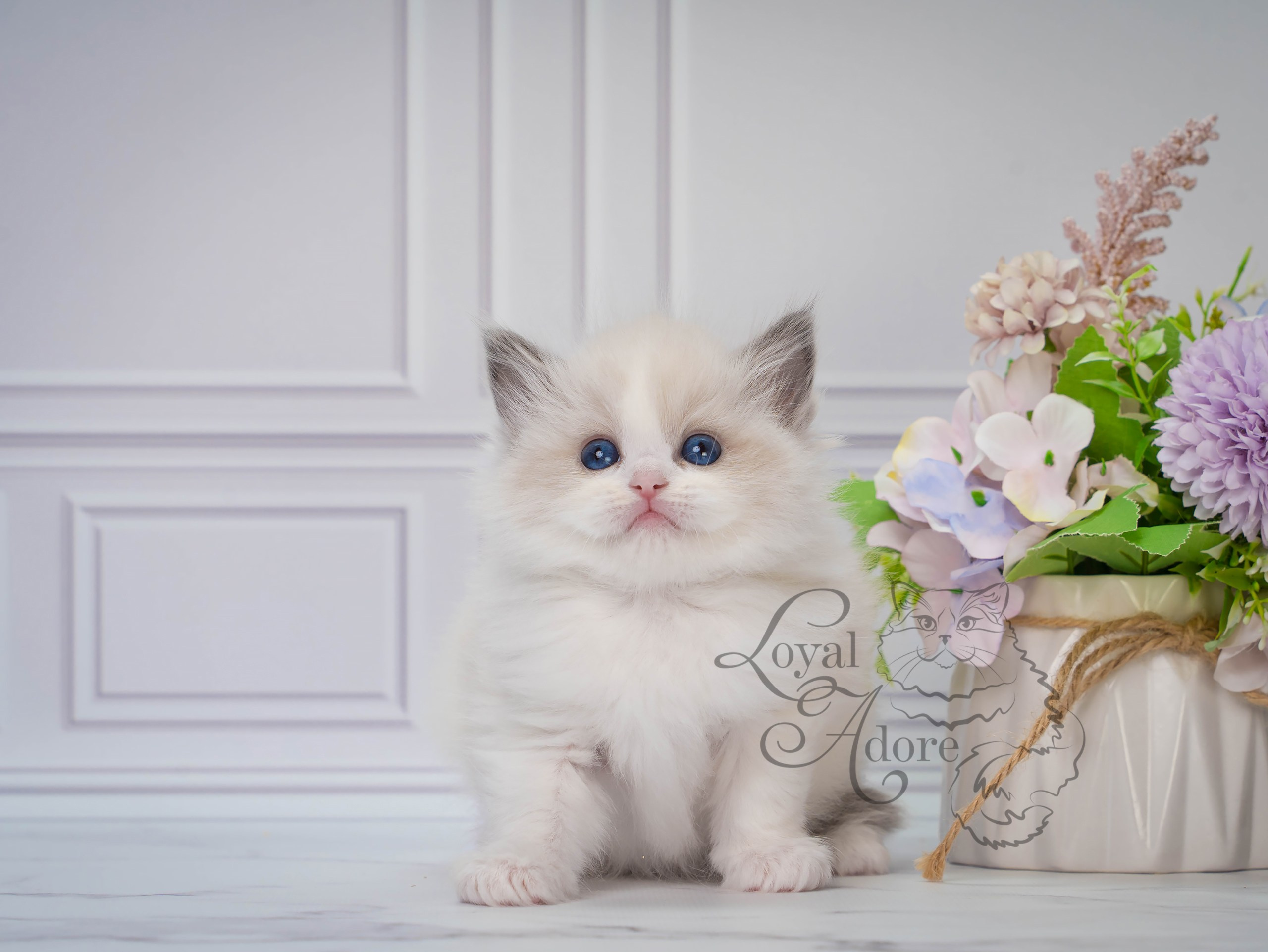 Котята рэгдолл от Loyal Adore. Питомник рэгдолл Loyal Adore
