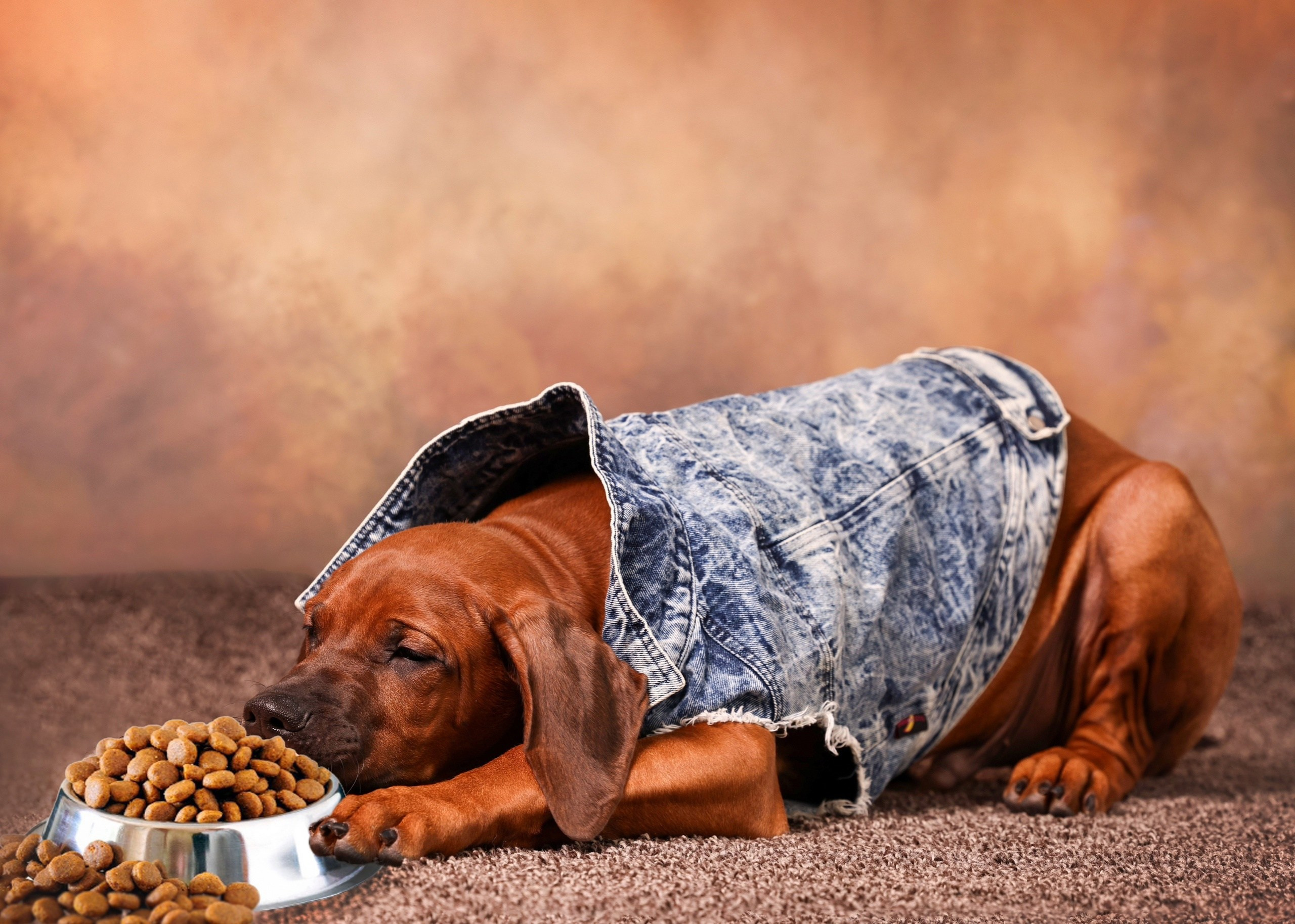 BILBERRY BISCUITS Iz Doma Narayzi. Родезийские Риджбеки в Санкт-Петербурге