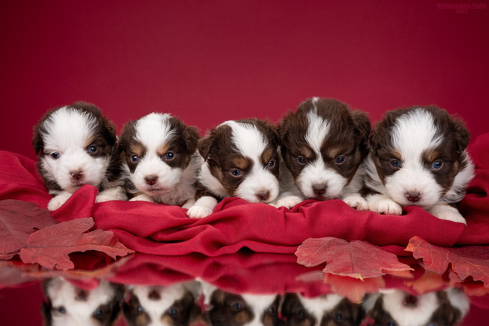 Фотосессия щенков на фонах. Фотограф собак в Москве и Московской области Иванушкина Мария