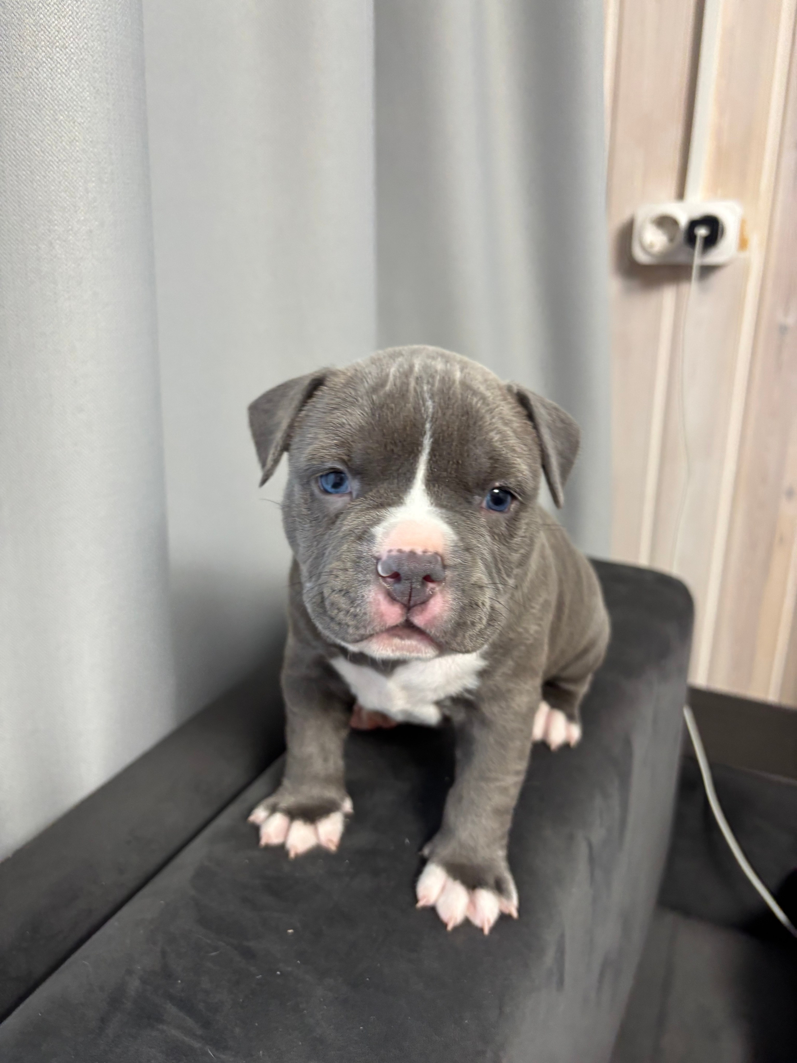 Помет Рич и Дося 04.02.25. Американский Булли в г. Ростов-на-Дону. Питомник THE POWER OF SIBERIA