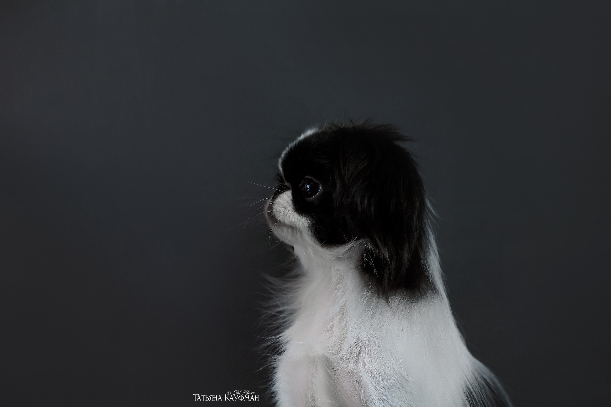 Японский хин, фотография японский хин, красивая собака, фотограф анималист, фотокурс Анималистика, научиться фотографировать собак, фотограф Новосибирск, фотостудия Скифки, студийная фотография
