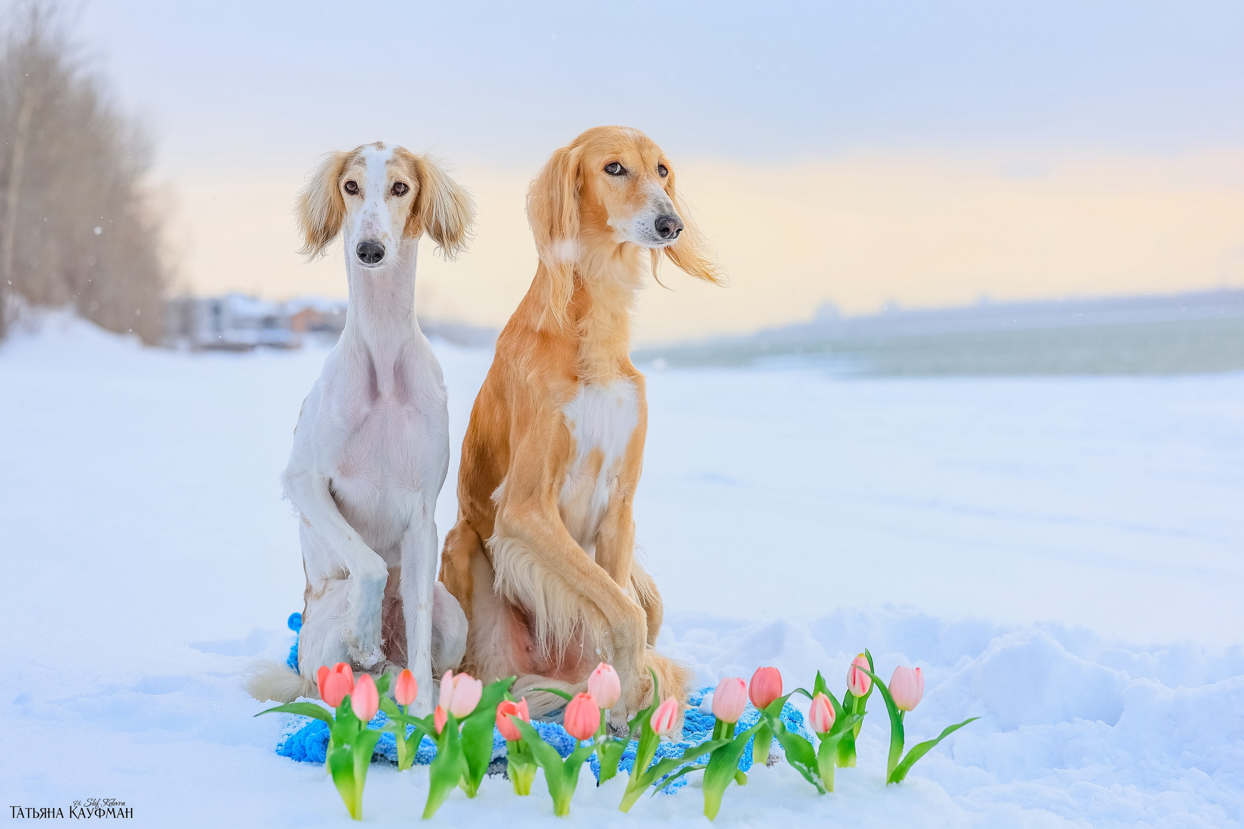 Салюки Флай и Лира. Фотограф Анималист из Новосибирска Татьяна Кауфман
