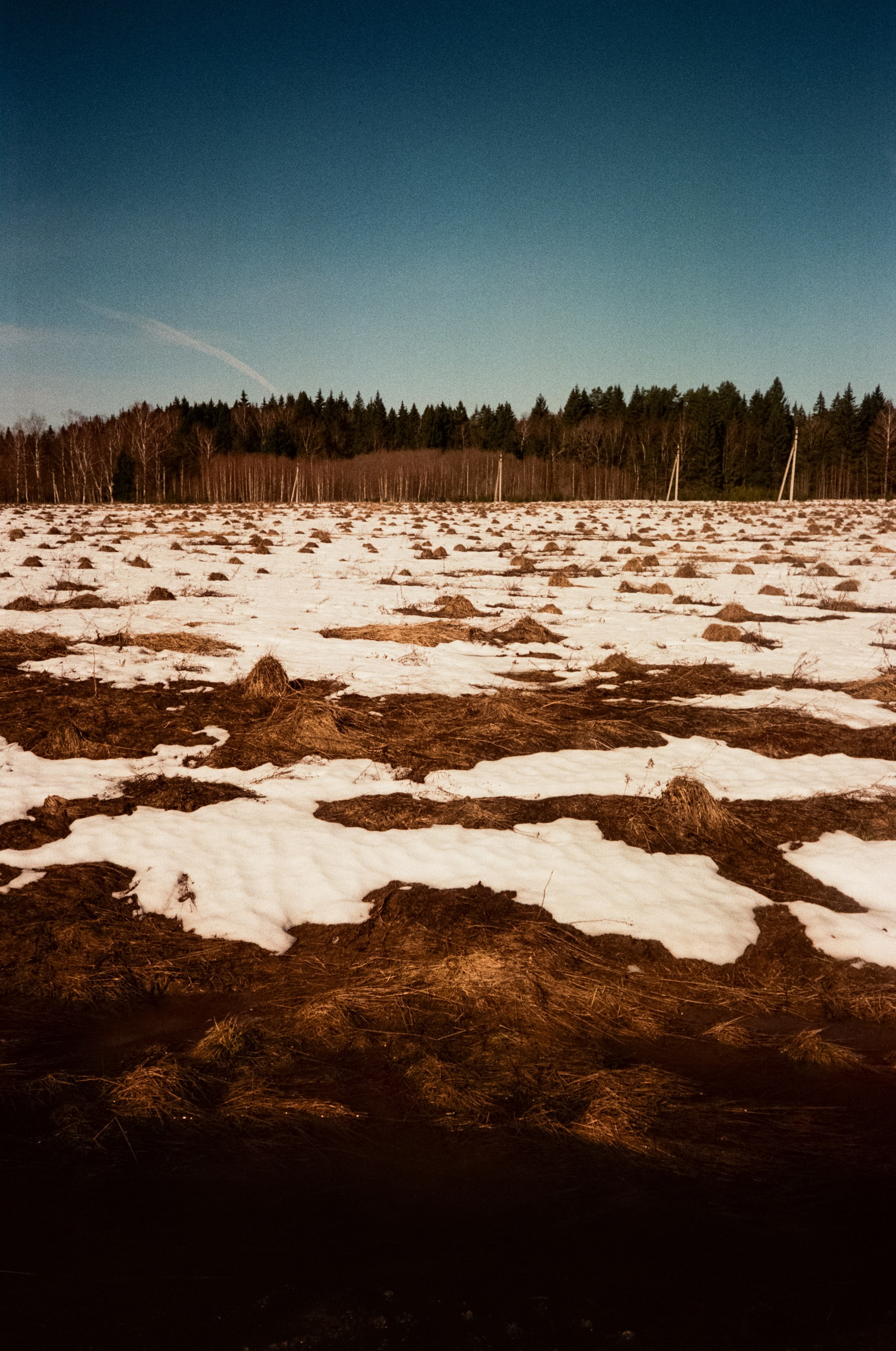 Ricoh FF-300D / Fujifilm X-tra 400 (просрочка) / Лукино март 2024 г