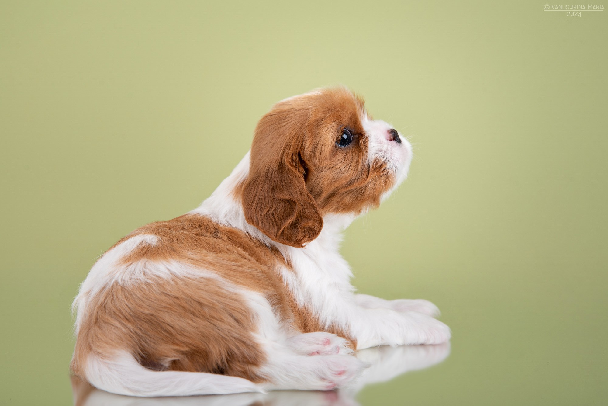 Фотосессия щенков на фонах. Фотограф собак в Москве и Московской области Иванушкина Мария