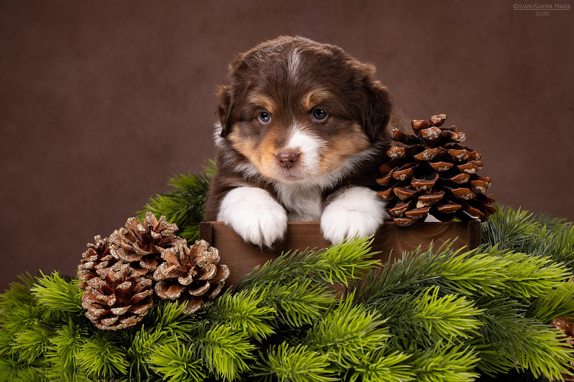 Фотосессия щенков на фонах. Фотограф собак в Москве и Московской области Иванушкина Мария