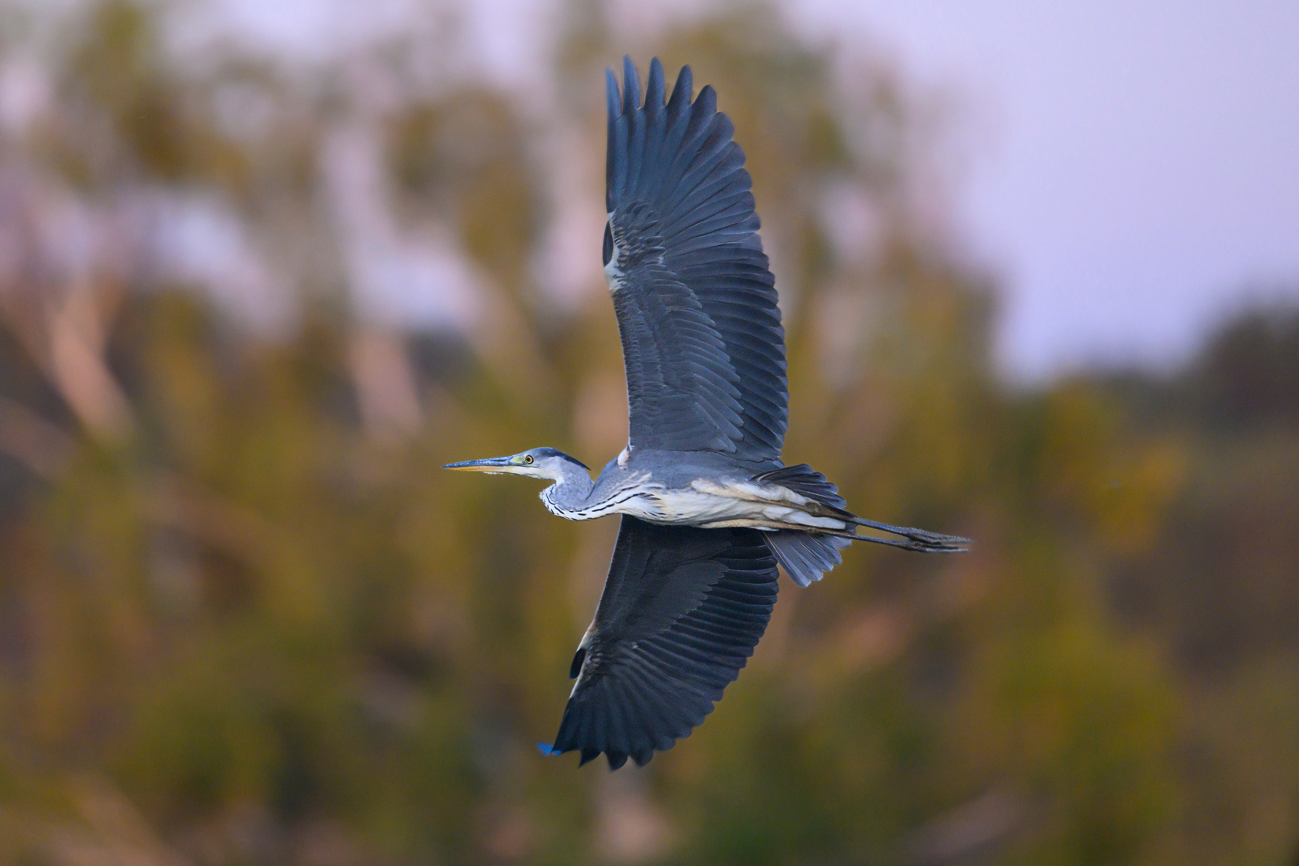 И снова журавли мимо. And again the cranes pass by. Фотограф Сергей Пупонин