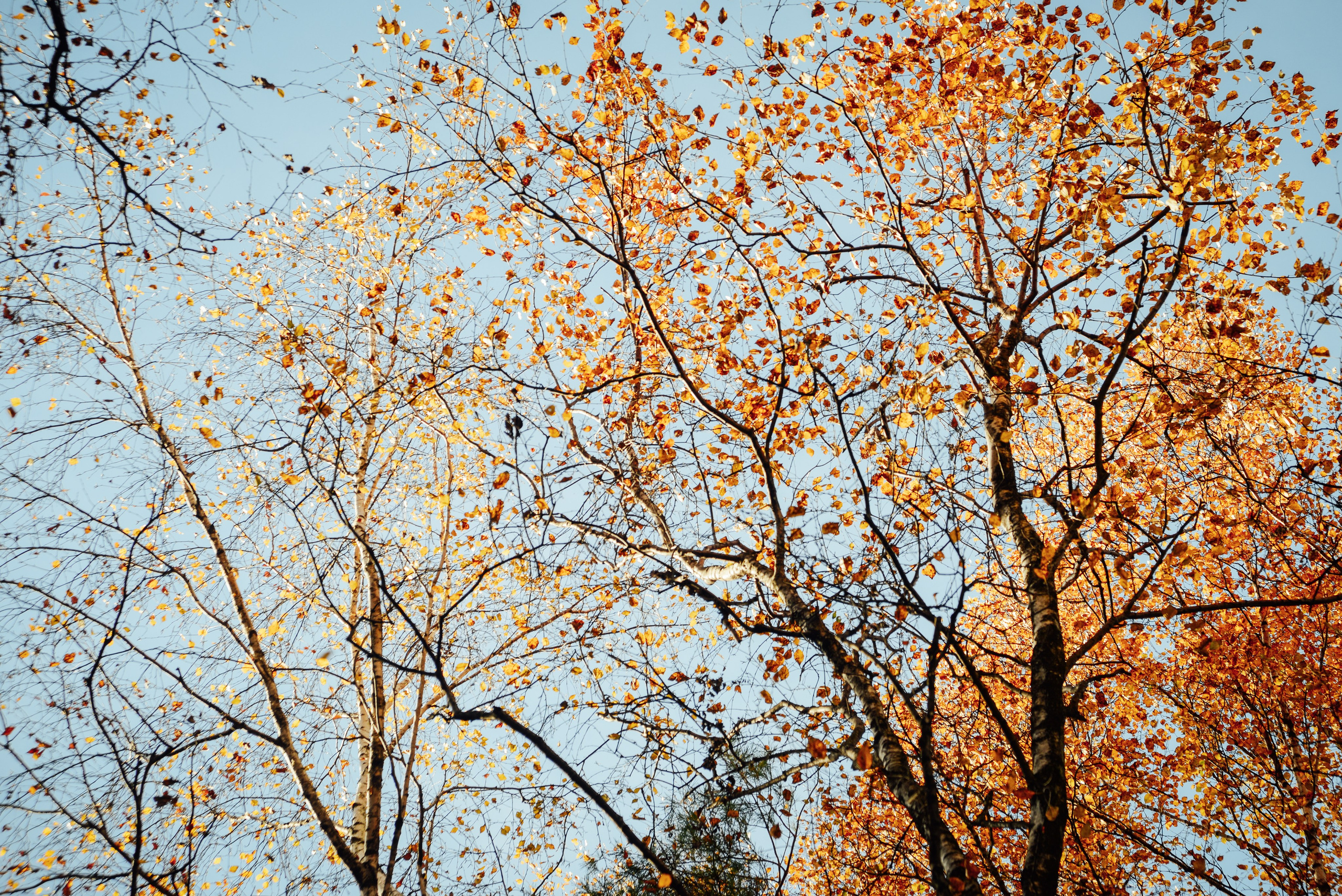 Деревья осенью на фоне голубого неба