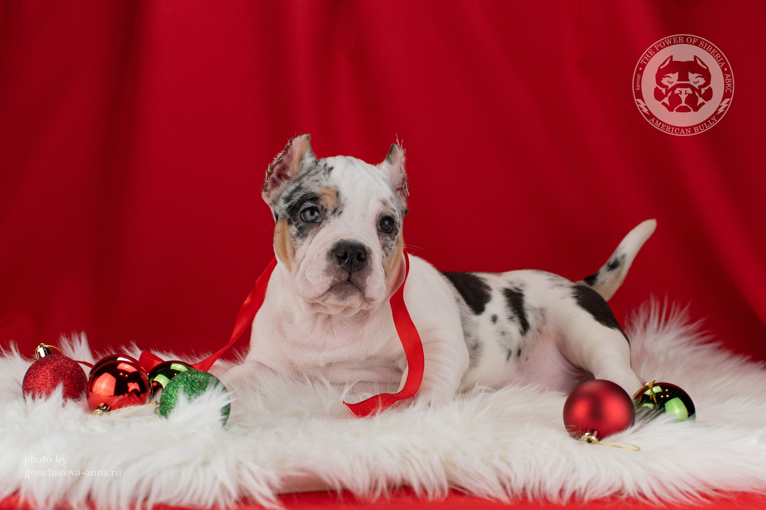 кобель на вязку Американский булли в Нижнем Новгороде