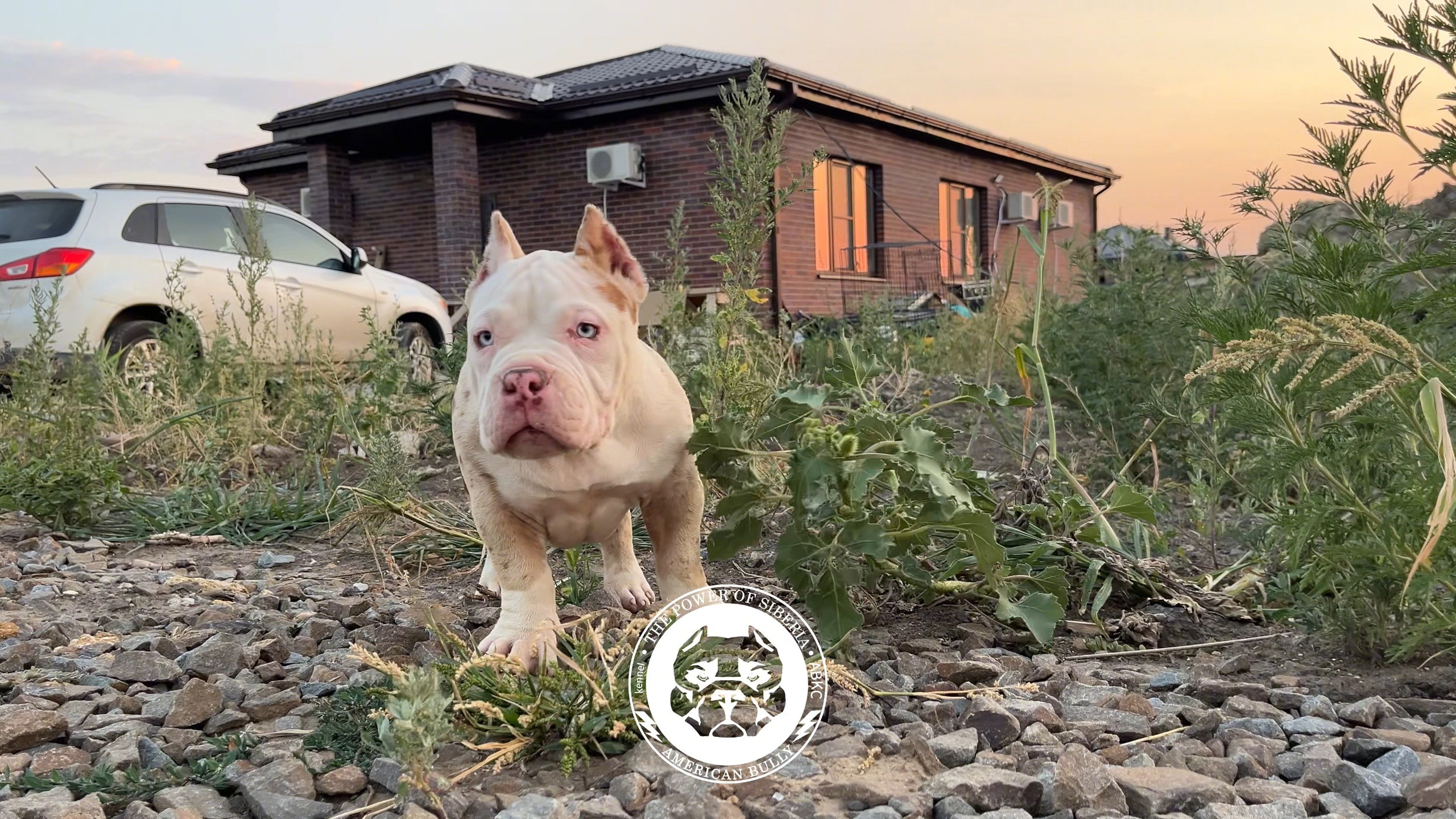 Помет Каспер и Асти. 13.04.25. Американский Булли в г. Ростов-на-Дону. Питомник THE POWER OF SIBERIA