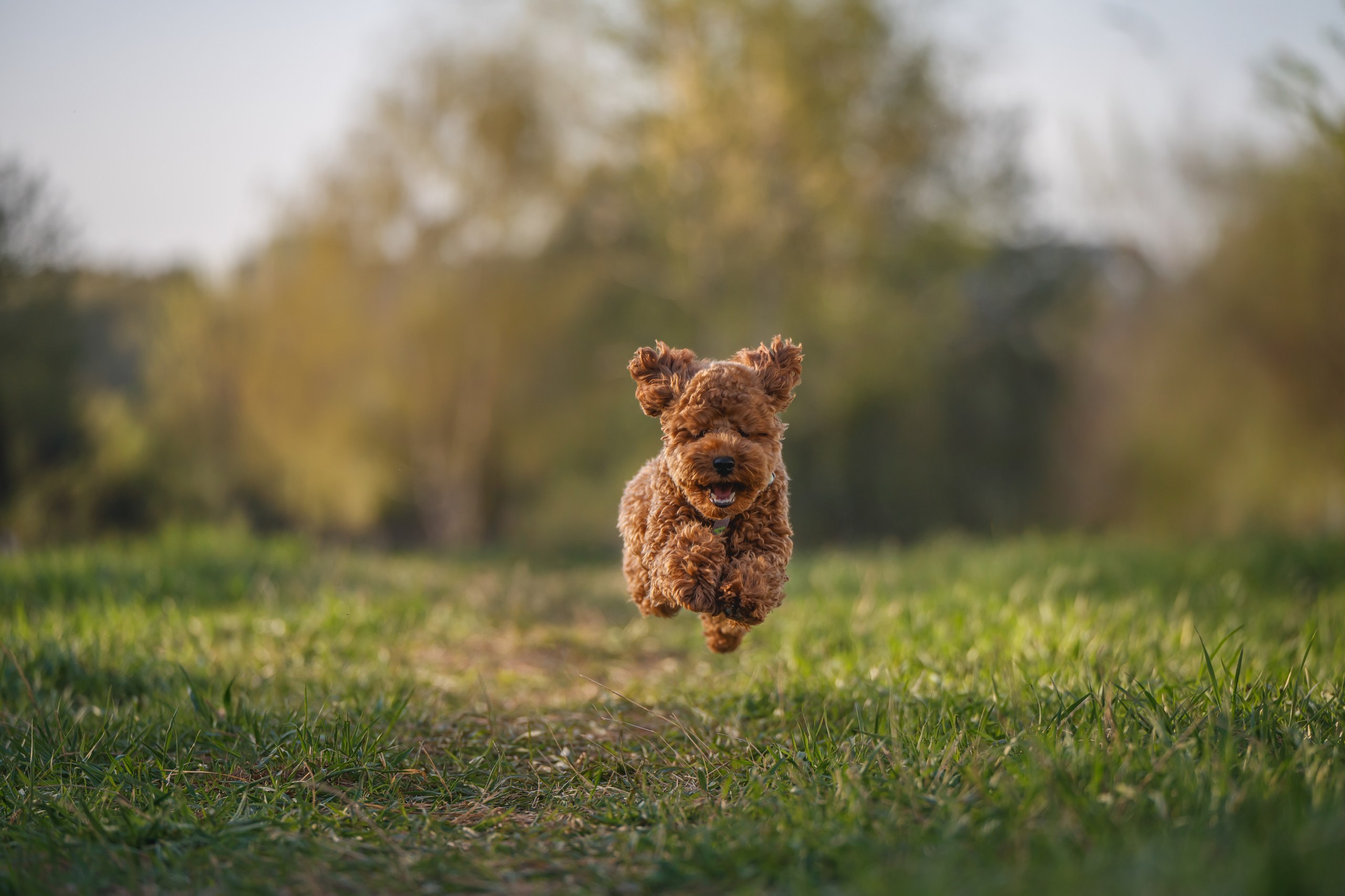Фотограф Анималист в Москве Анастасия Жучкова