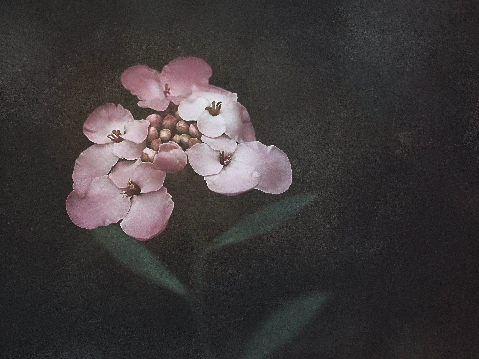 PINK VINTAGE. Eirene G | Photoartist | Flowers from my garden