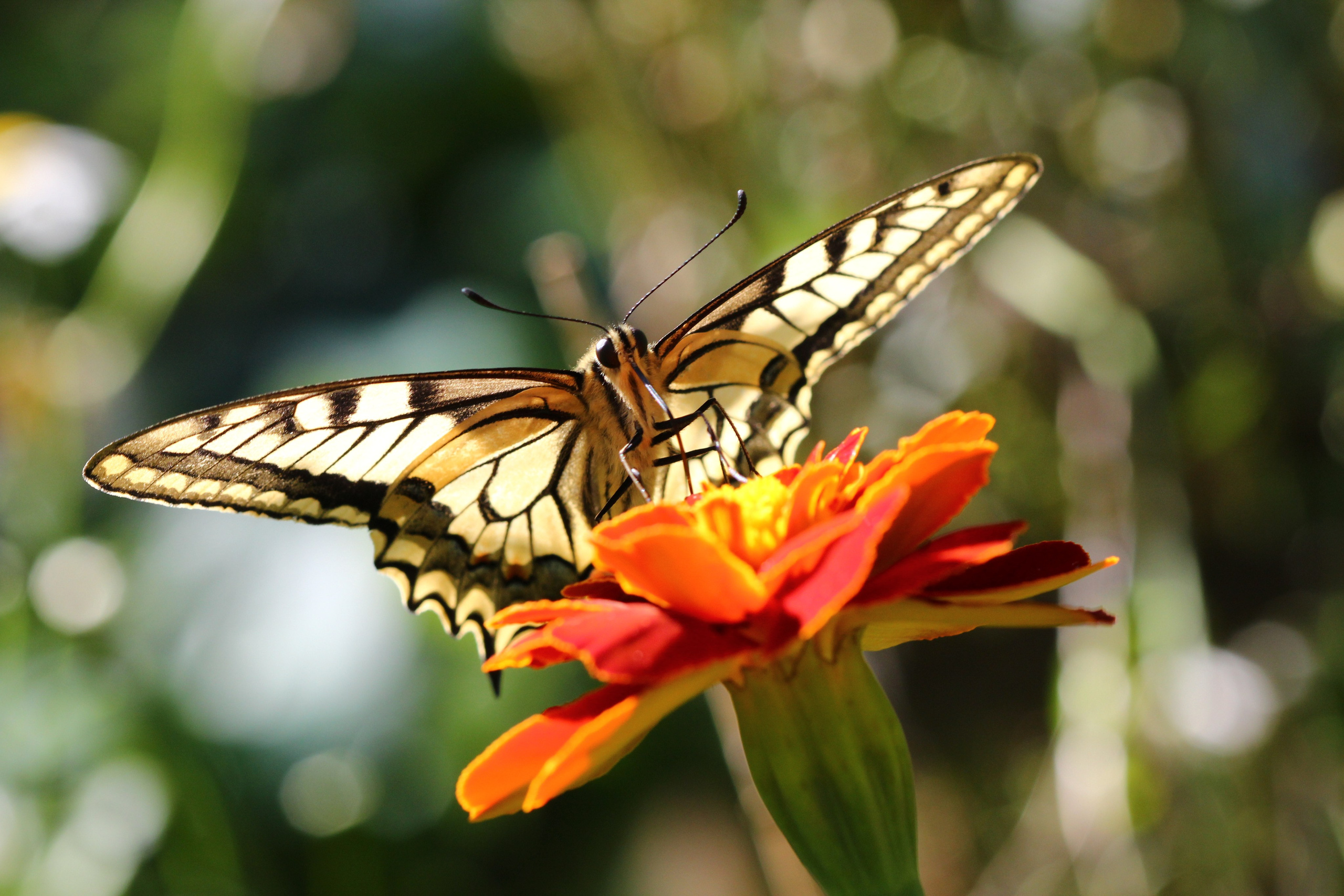 Нюта Арт, фото-видео креатор. Nuta ART - photo-video creator