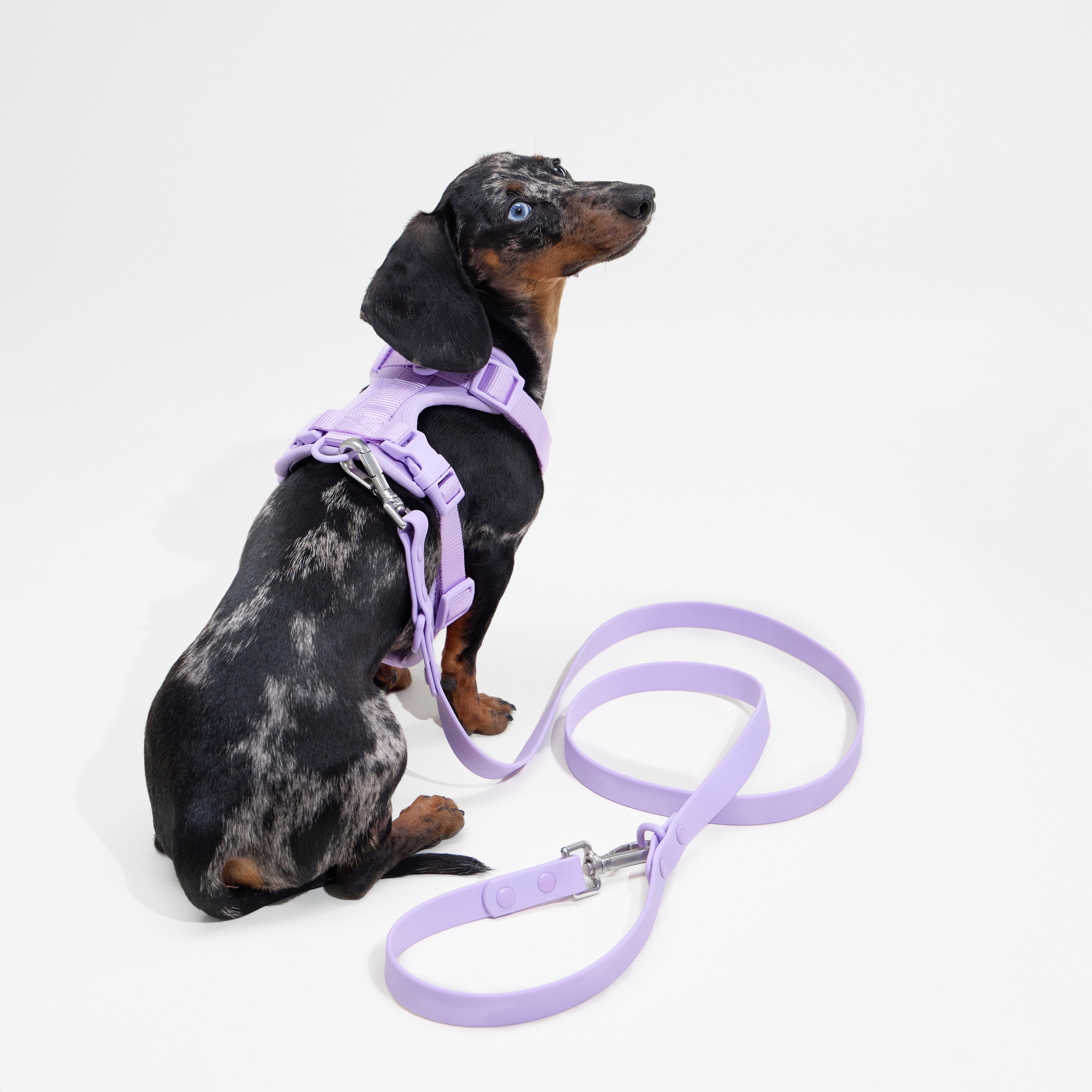 Pet Advertising Photography | Commercial Shoots with Dogs & Cats. Dog photographer Averianova Anna — Art photography of dogs