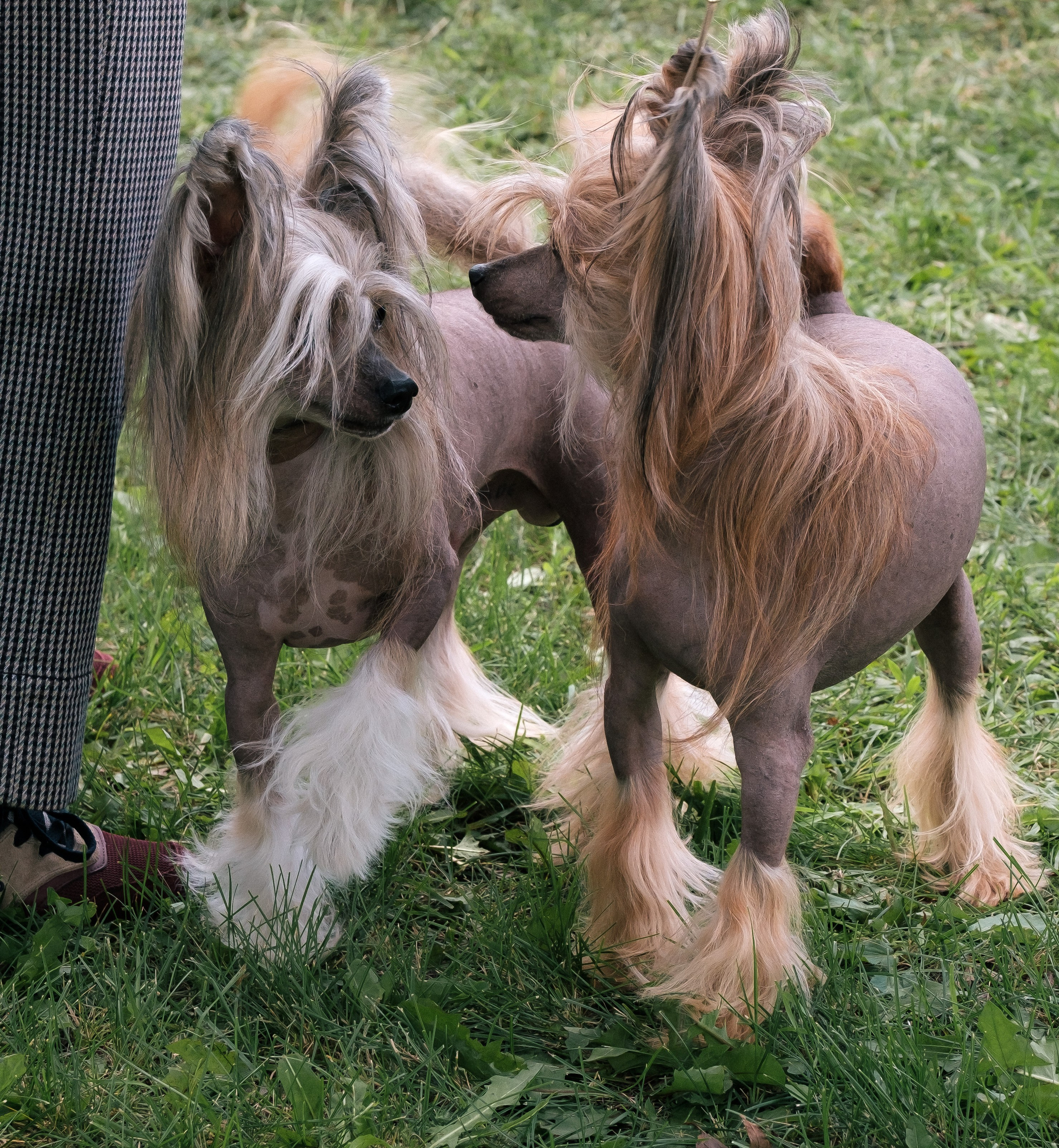 Poale Ell Cooper. Chinese Crested Dog Kennel Poale Ell
