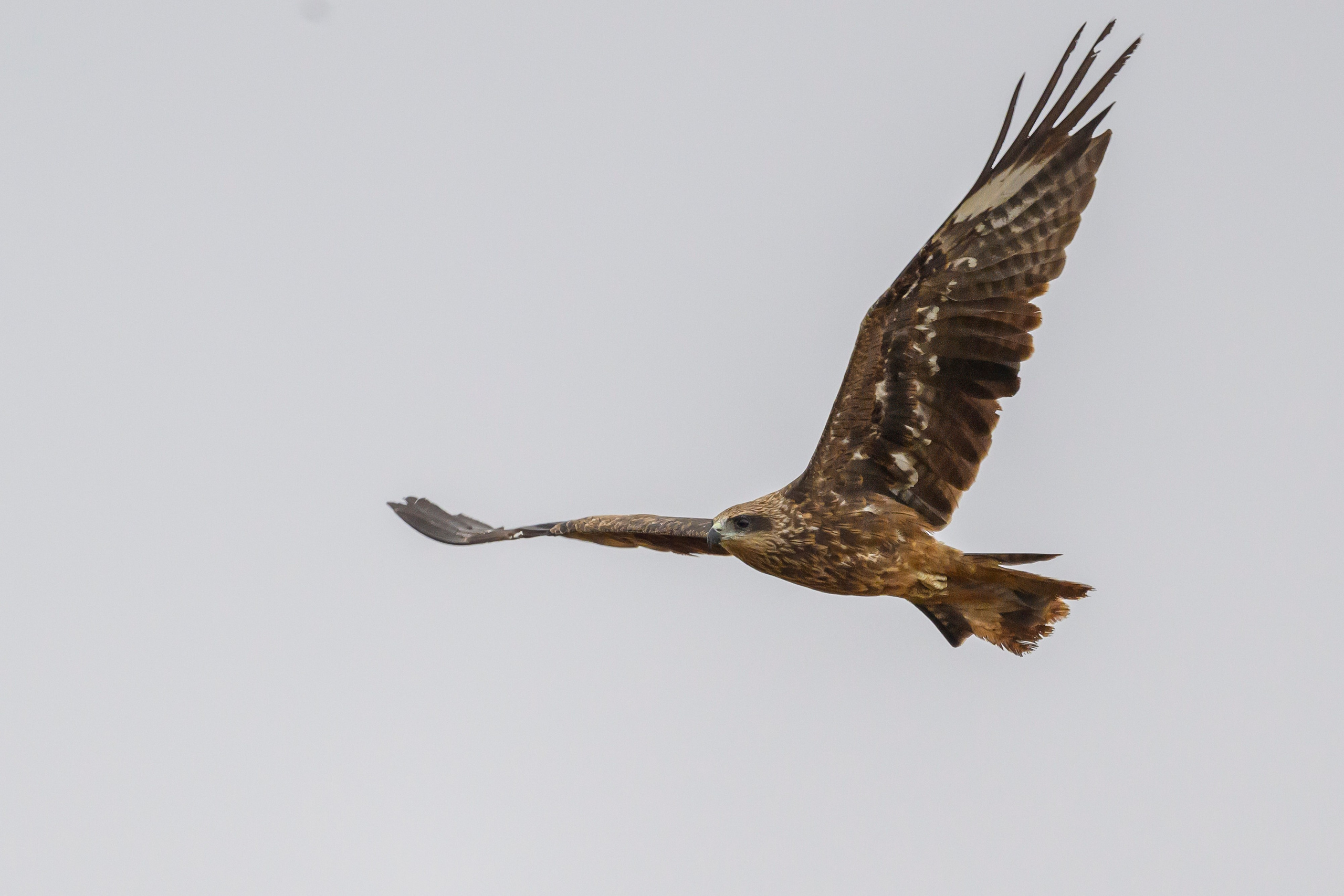 Журавли опять мимо. The cranes are passing by again. Фотограф Сергей Пупонин