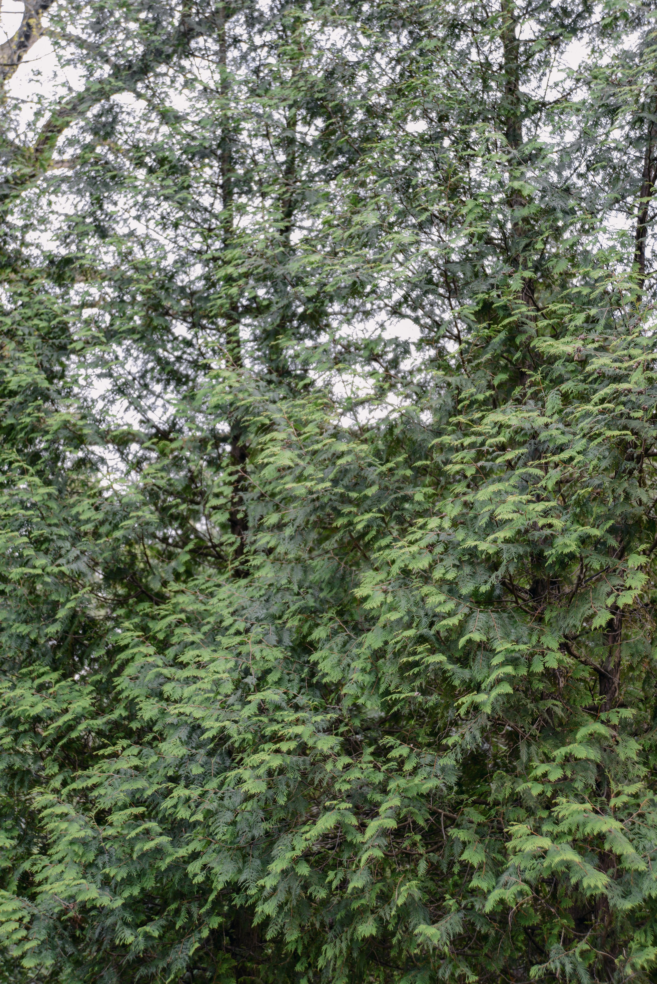 Зеленые хвойные деревья и кустарники, природный растительный фон, паттерн, текстура, красота в природе. Фото для блогов, соцсетей и вдохновения.