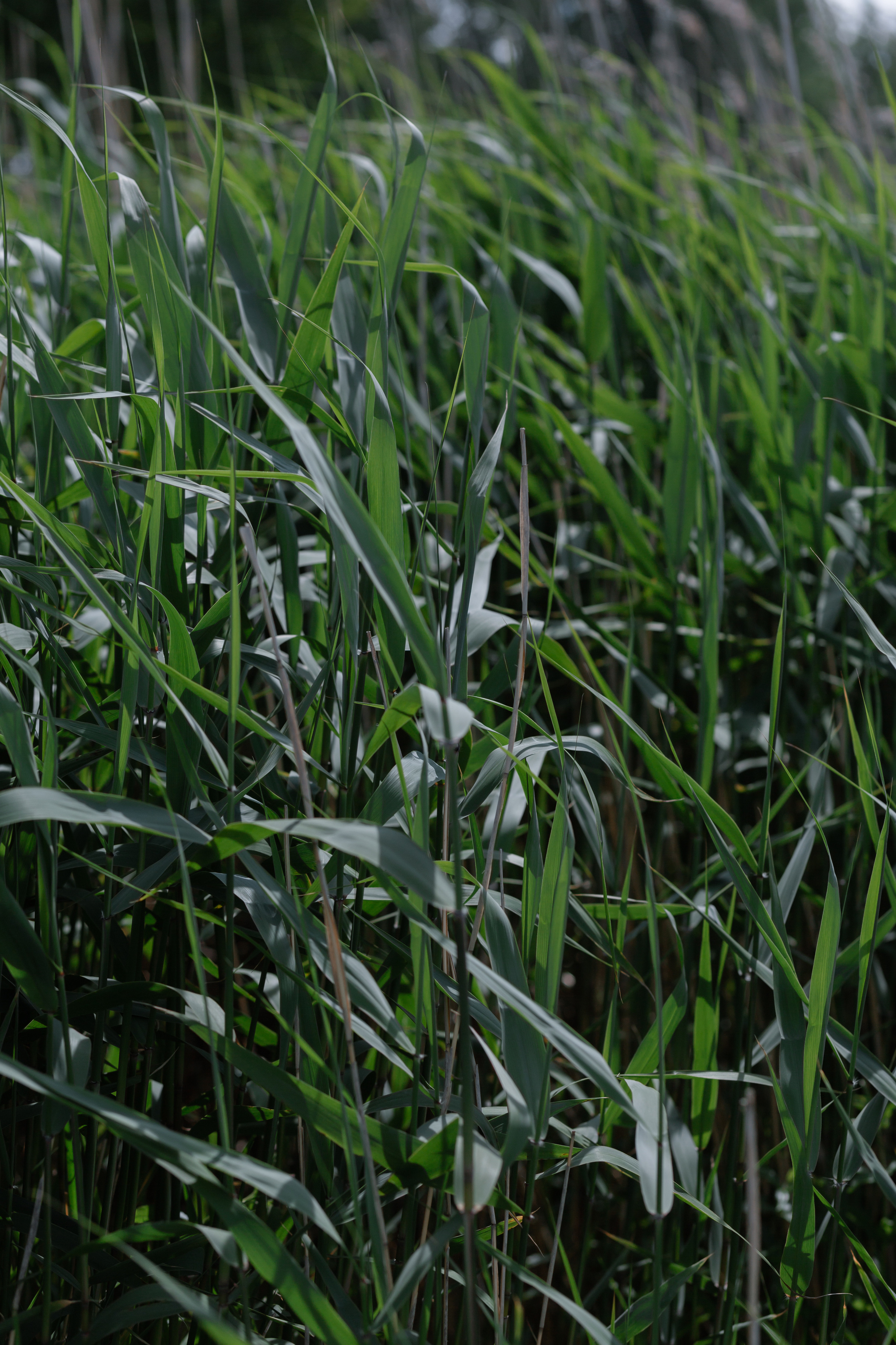 Целовательная фотосессия Полины и Тимофея. Свадебный фотограф в Санкт — Петербурге и Ленинградской о