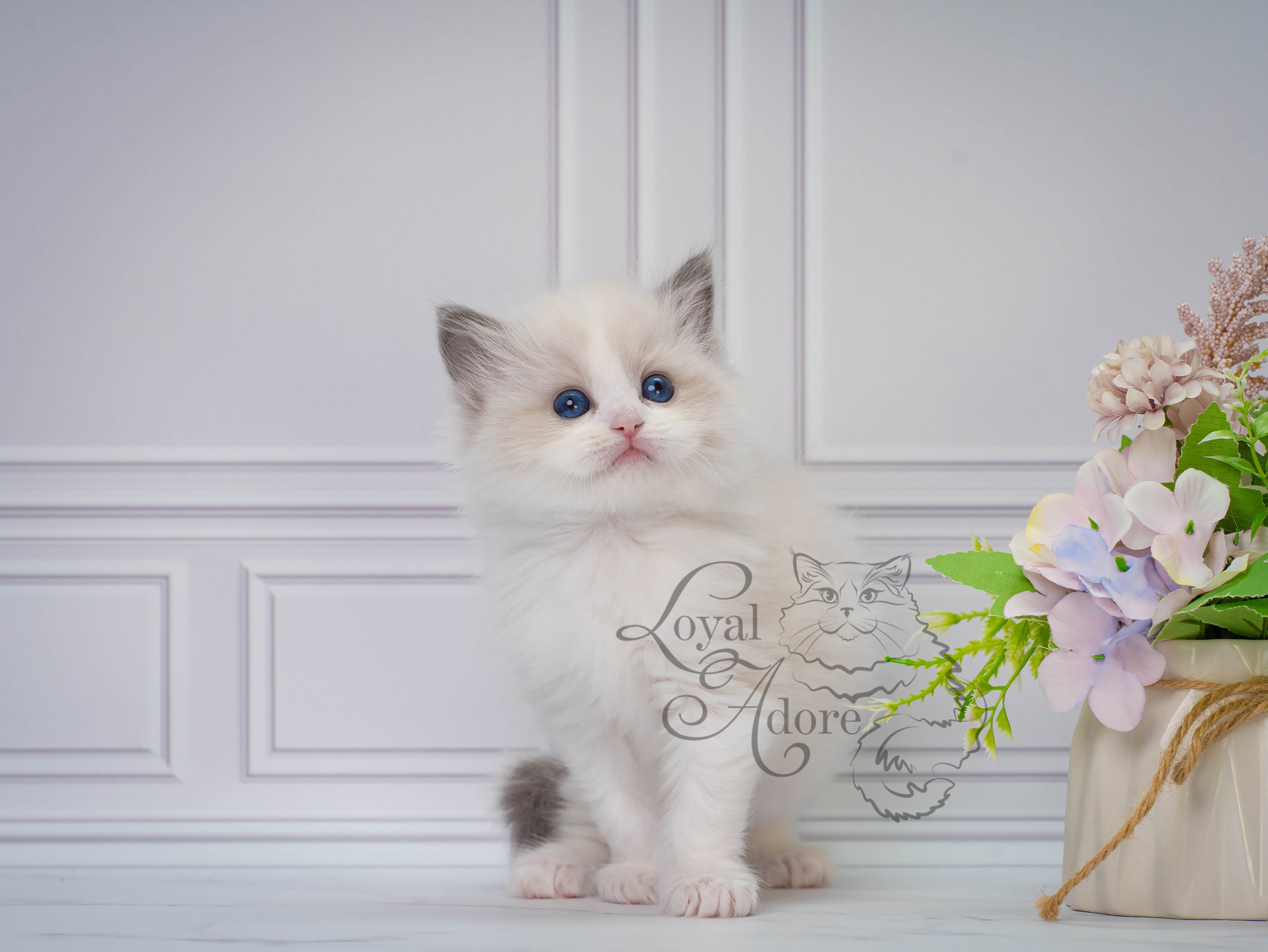 Котята рэгдолл от Loyal Adore. Питомник рэгдолл Loyal Adore