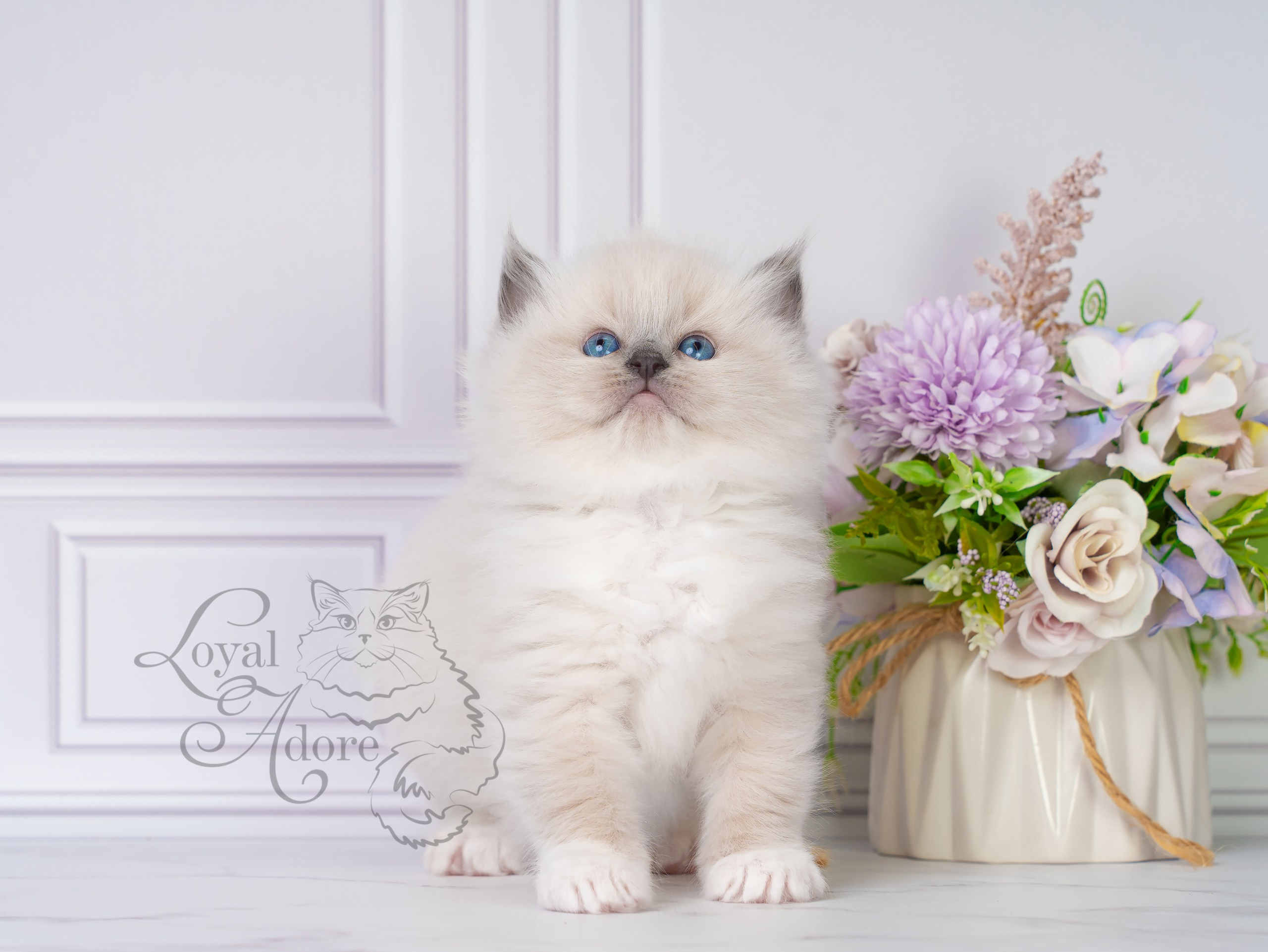 Котята рэгдолл от Loyal Adore. Питомник рэгдолл Loyal Adore