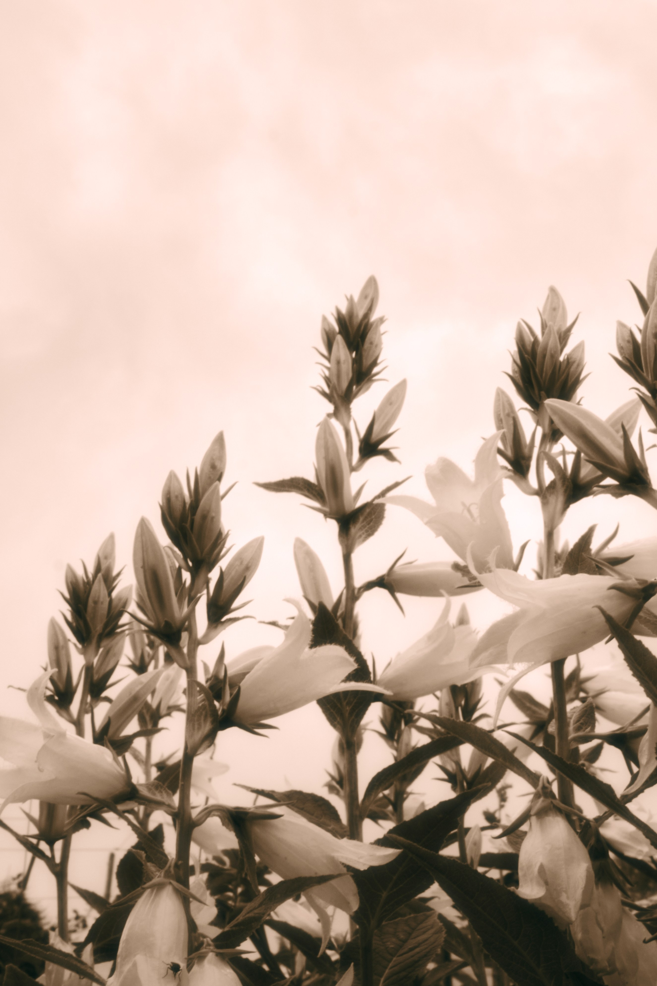 *photofon by izma. Izma photos