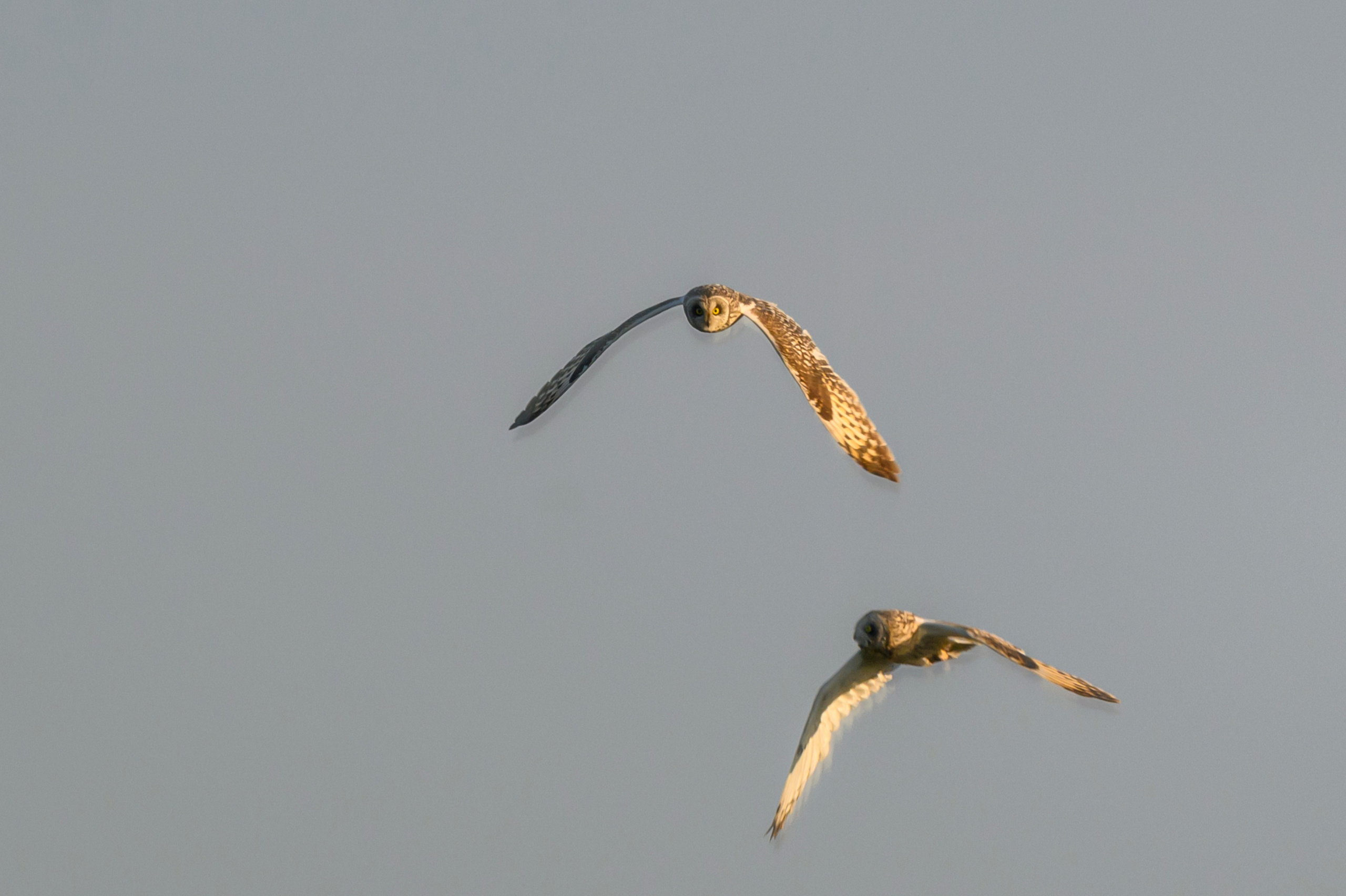 Битва сов и кормление совят. The Owl Battle and Feeding the Nestlings. Фотограф Сергей Пупонин